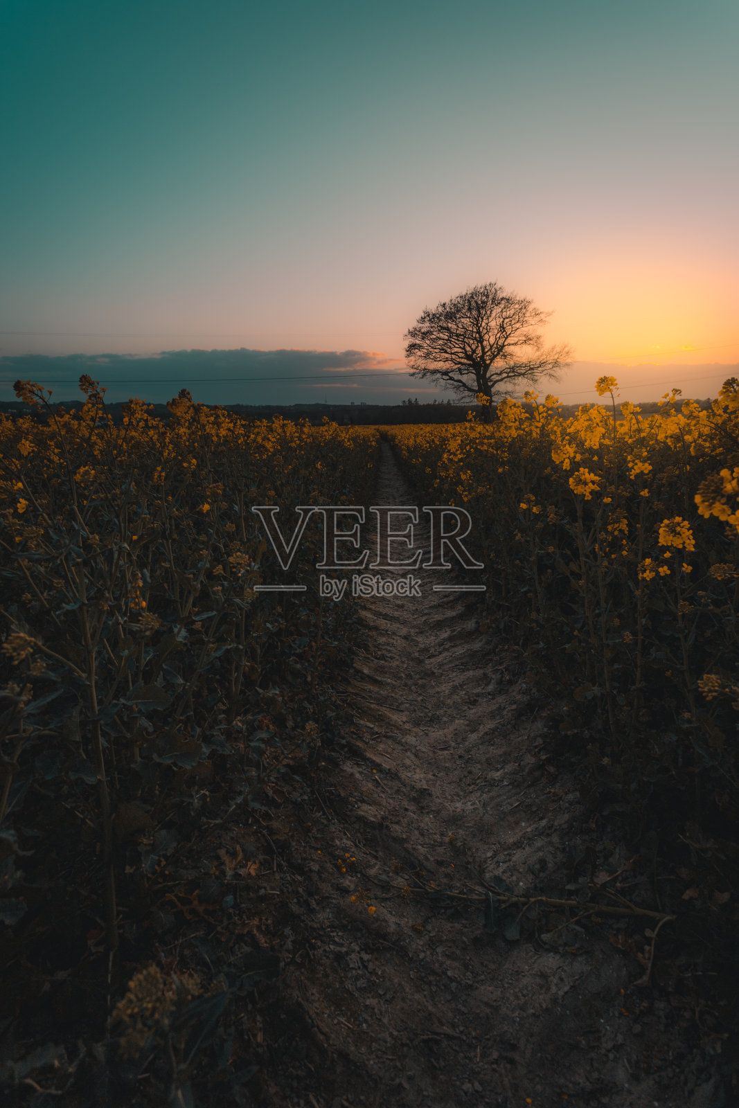 油菜地里的树照片摄影图片