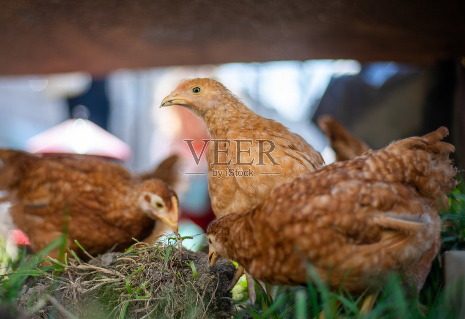 主导红条纹鸡寻找食物的花园与草照片摄影图片
