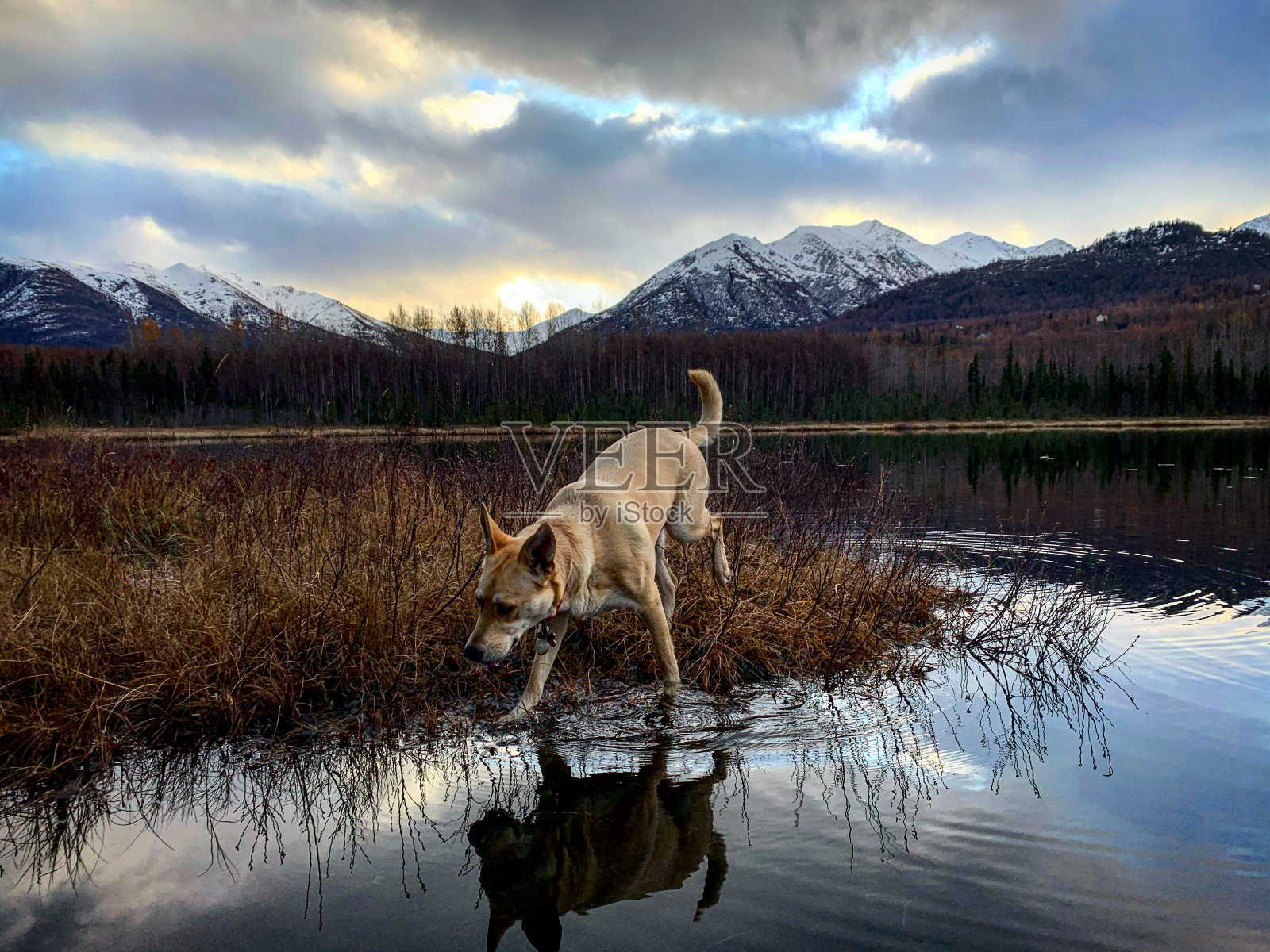 阿拉斯加哈士奇在水上行走照片摄影图片