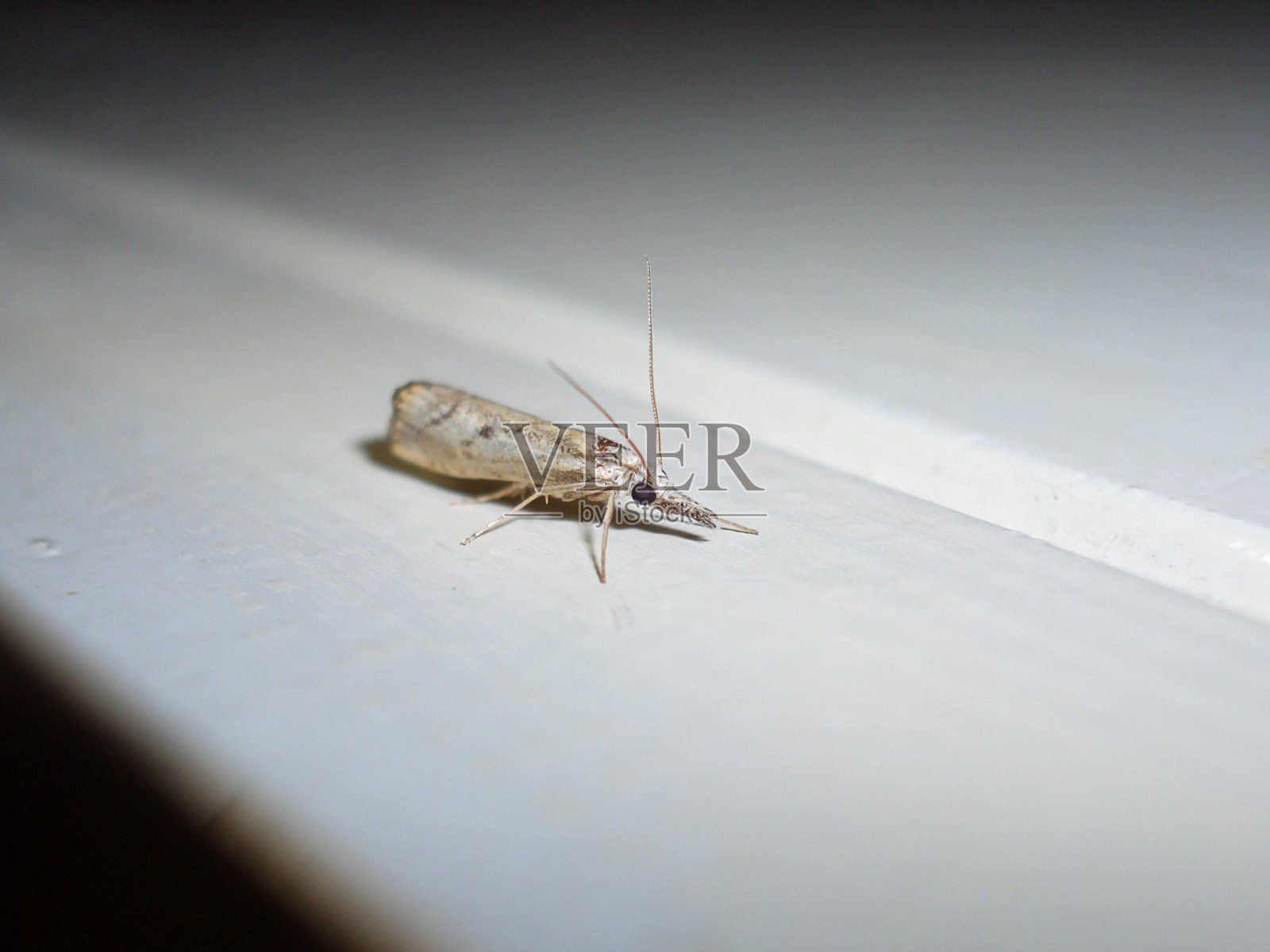 一只蛾子正在墙上爬照片摄影图片