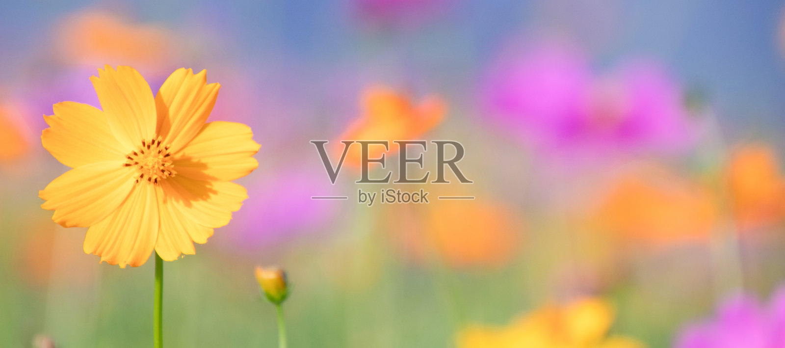 粉红色和黄色的宇宙花田背景。美丽的宇宙花乡村自然花园。花田在夏季的概念。照片摄影图片