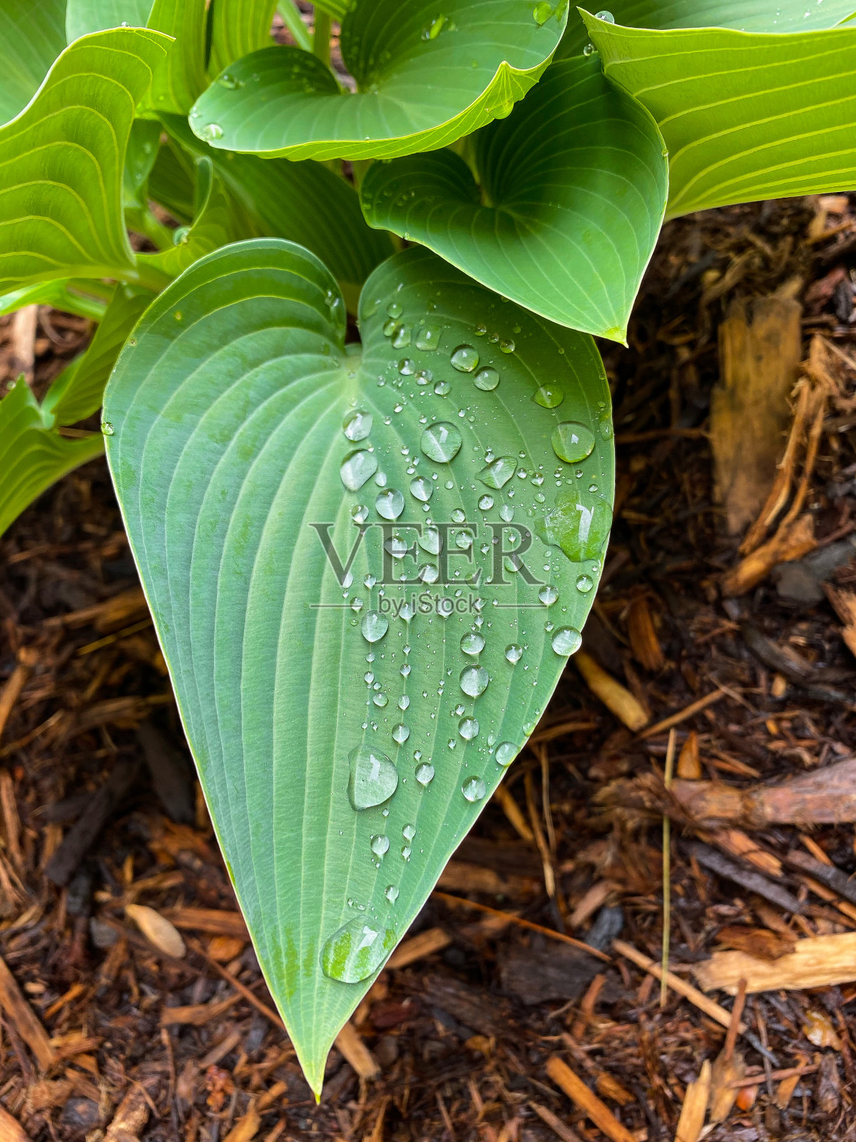 绿色植物叶照片摄影图片
