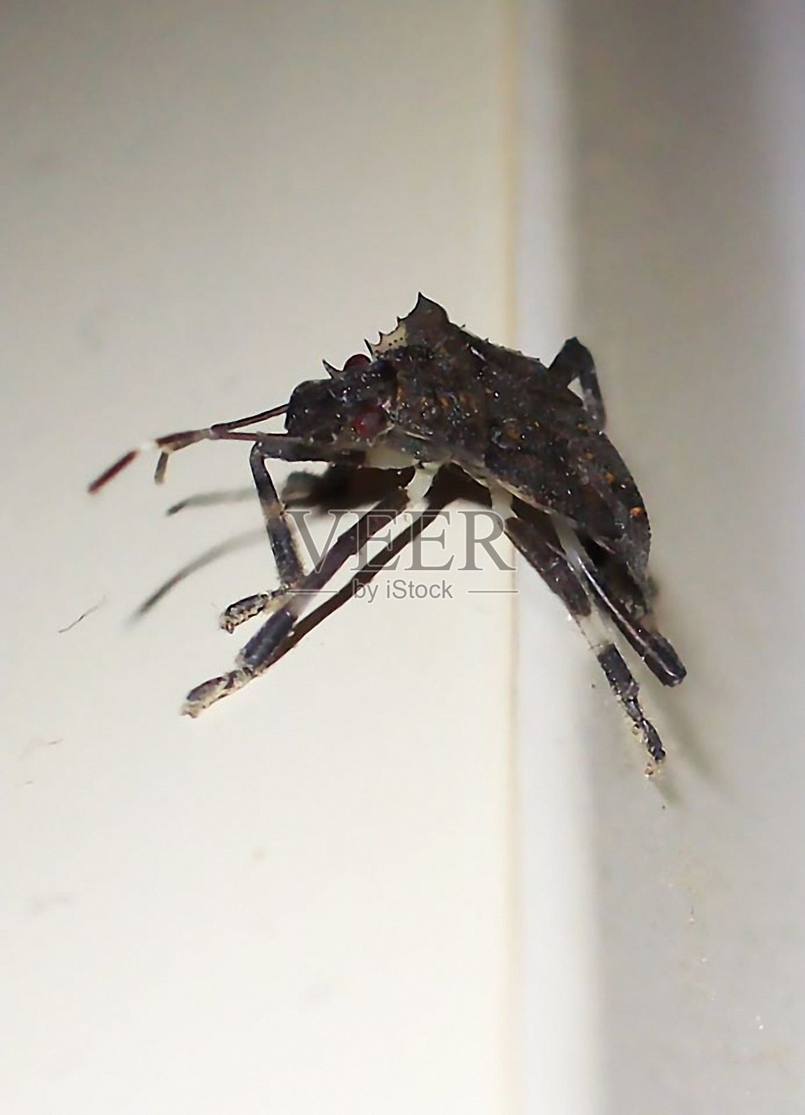 一只虫子正在往墙上爬照片摄影图片