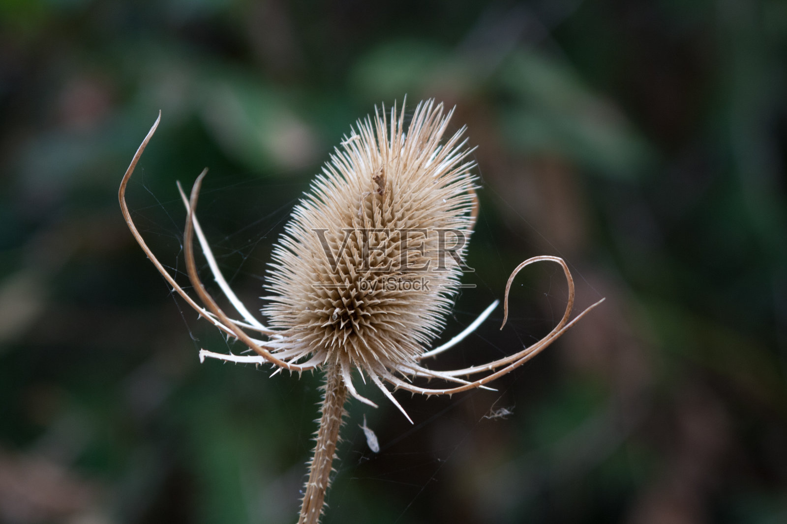 弱光下的蓟照片摄影图片