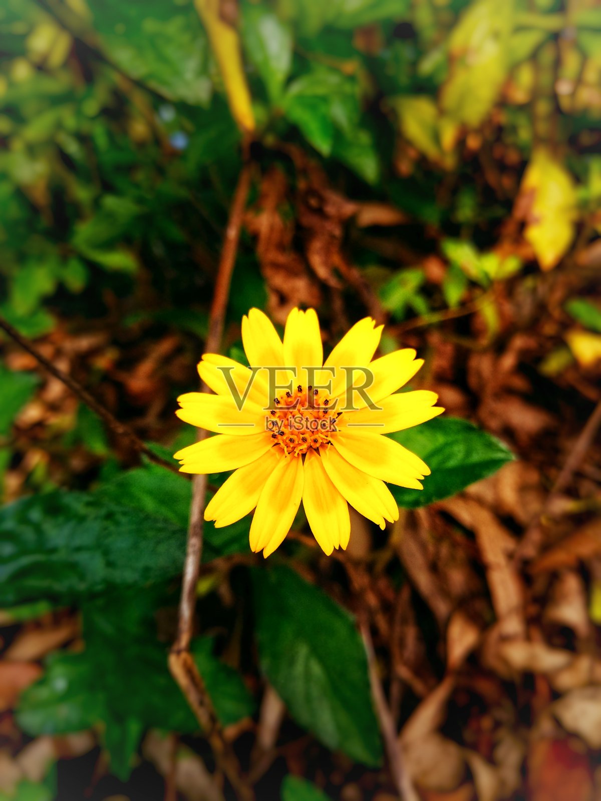 公园里的黄花照片摄影图片