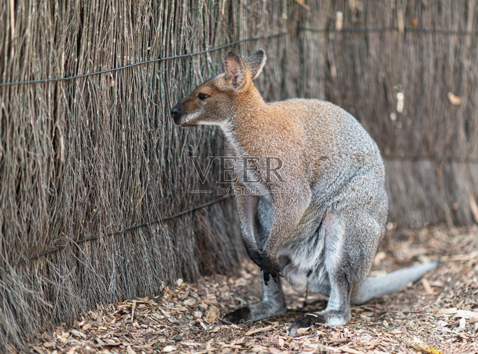 澳大利亚袋鼠的特写照片摄影图片