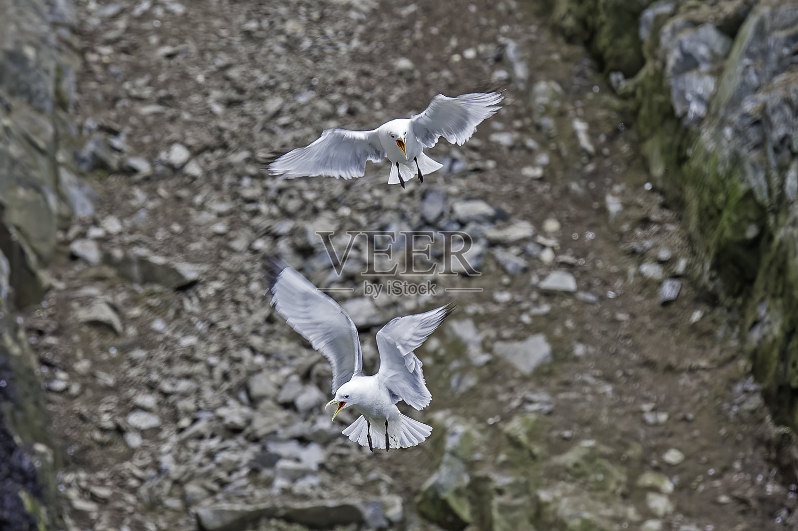黑腿三趾鸥在飞行中打斗。楚科奇海;楚科塔自治区;Kolyuchin岛;照片摄影图片