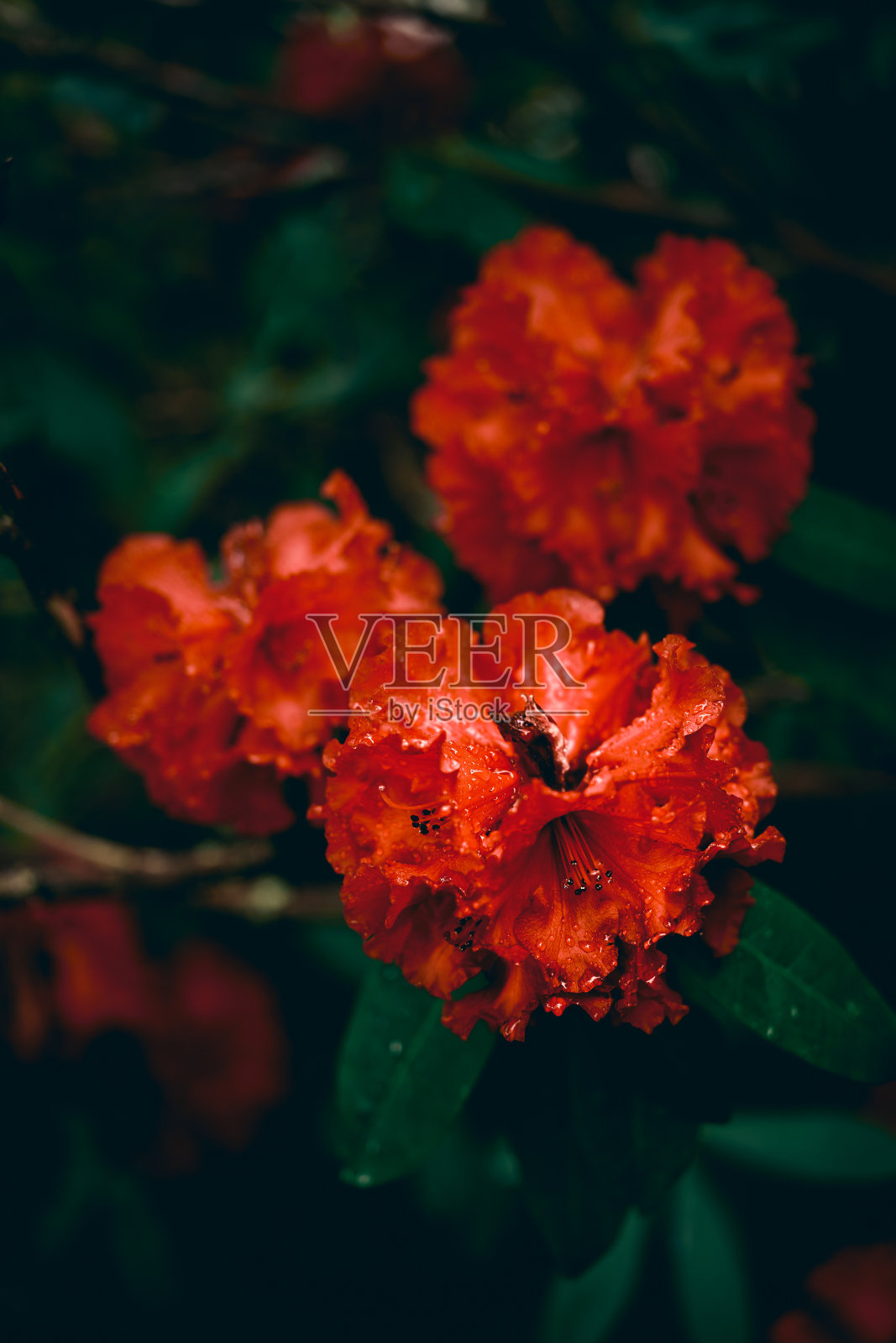 杜鹃花金牛的红色湿花照片摄影图片