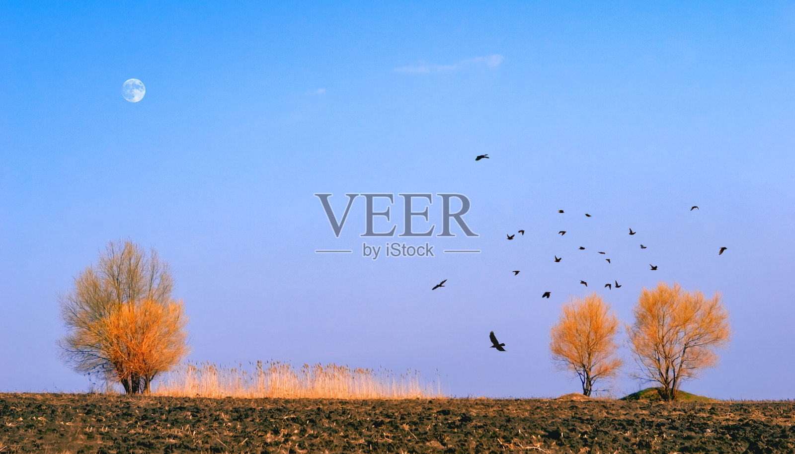 美丽的春景，有犁地，三棵树，芦苇，一群鸟和天上的月亮。照片摄影图片