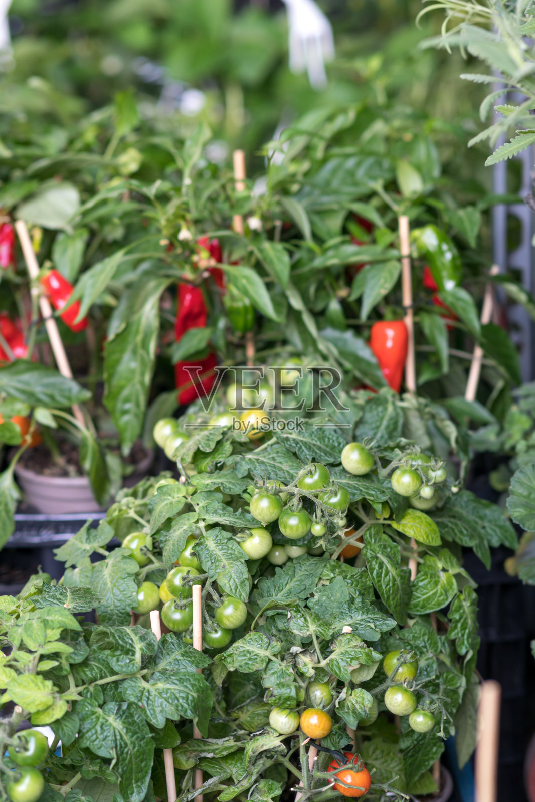 新鲜蔬菜植物。完整的框架照片摄影图片