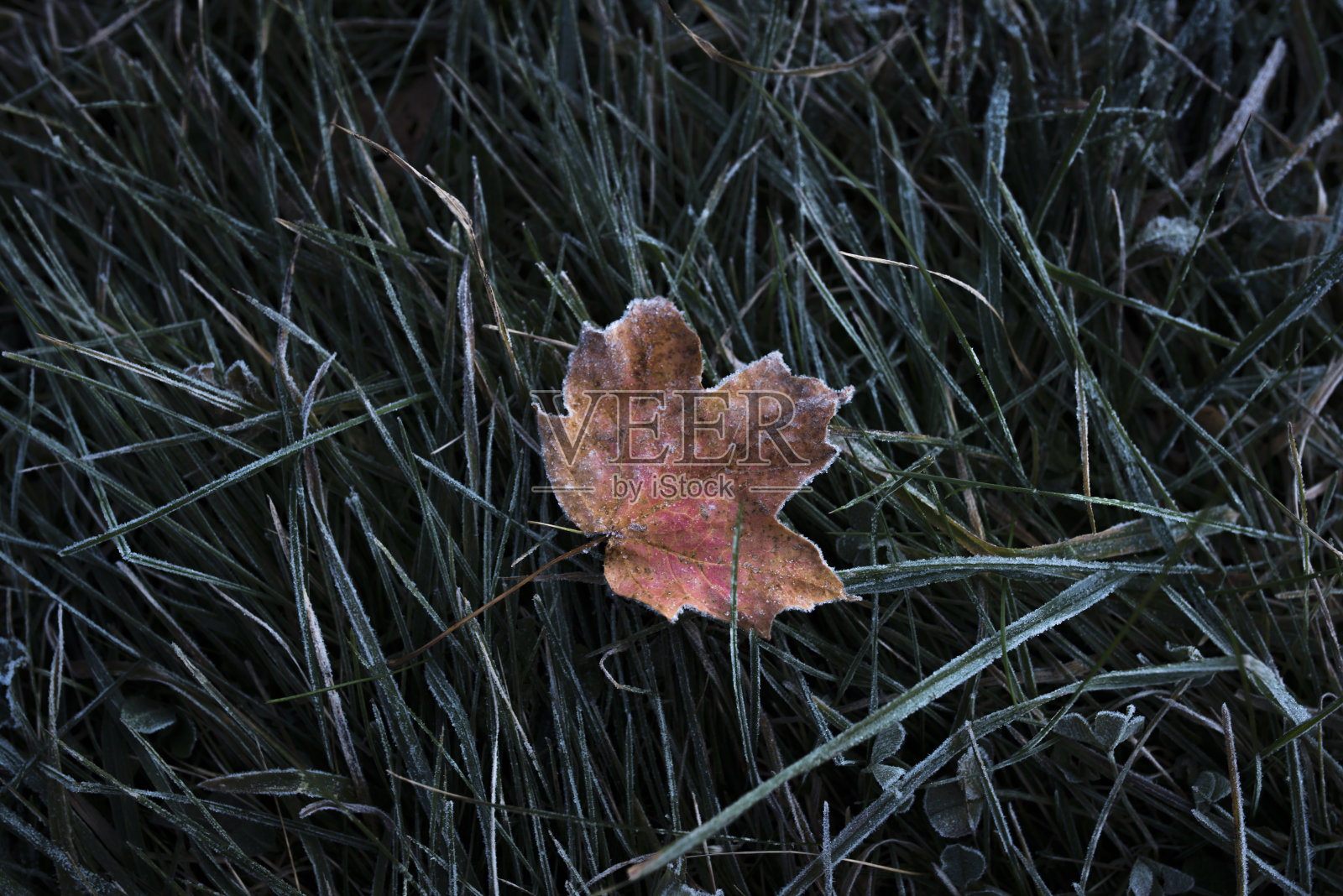 五彩缤纷的树叶在草地上，秋天的季节照片摄影图片