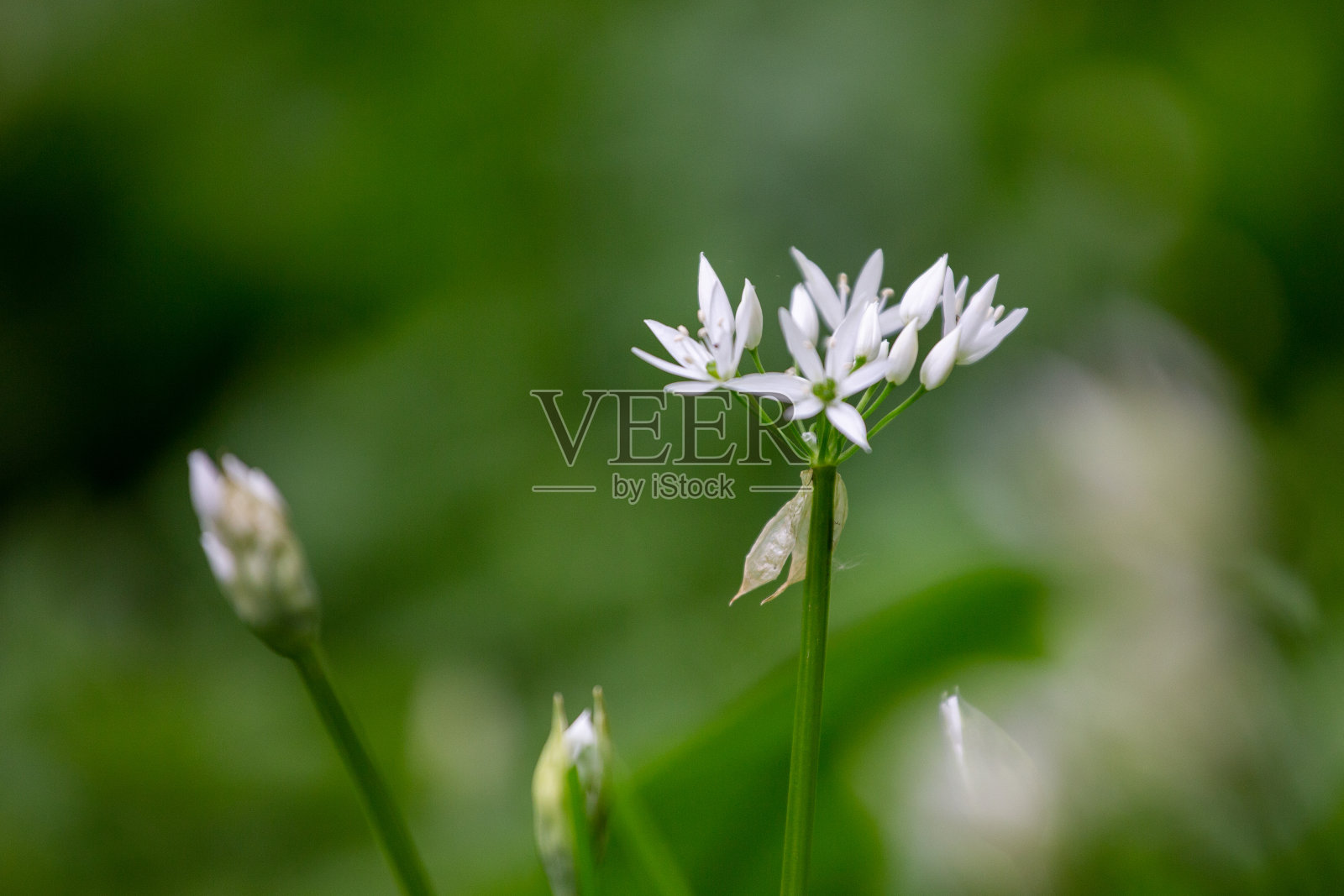 野生大蒜照片摄影图片