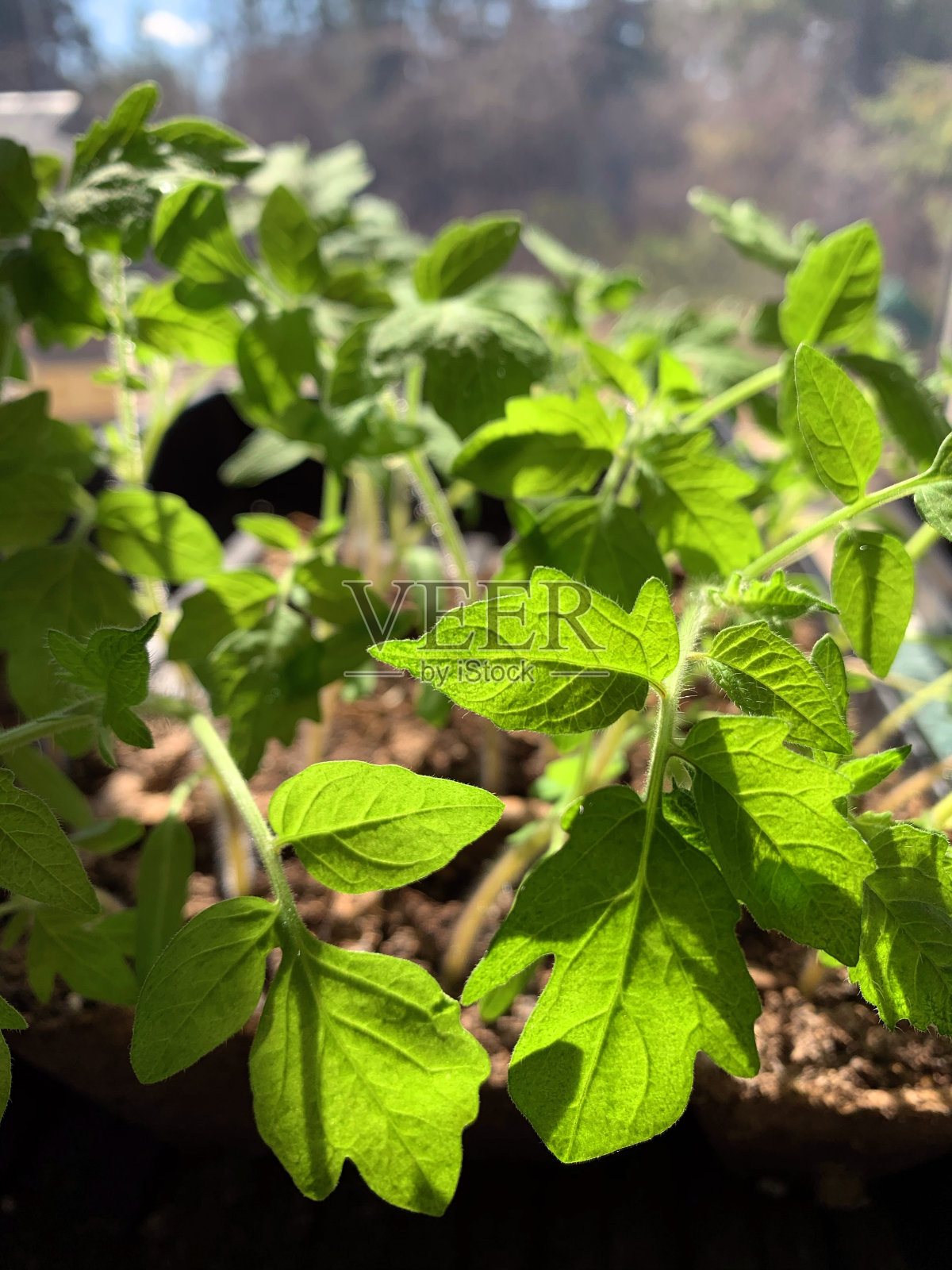 为了粮食安全，在家中种植番茄幼苗照片摄影图片