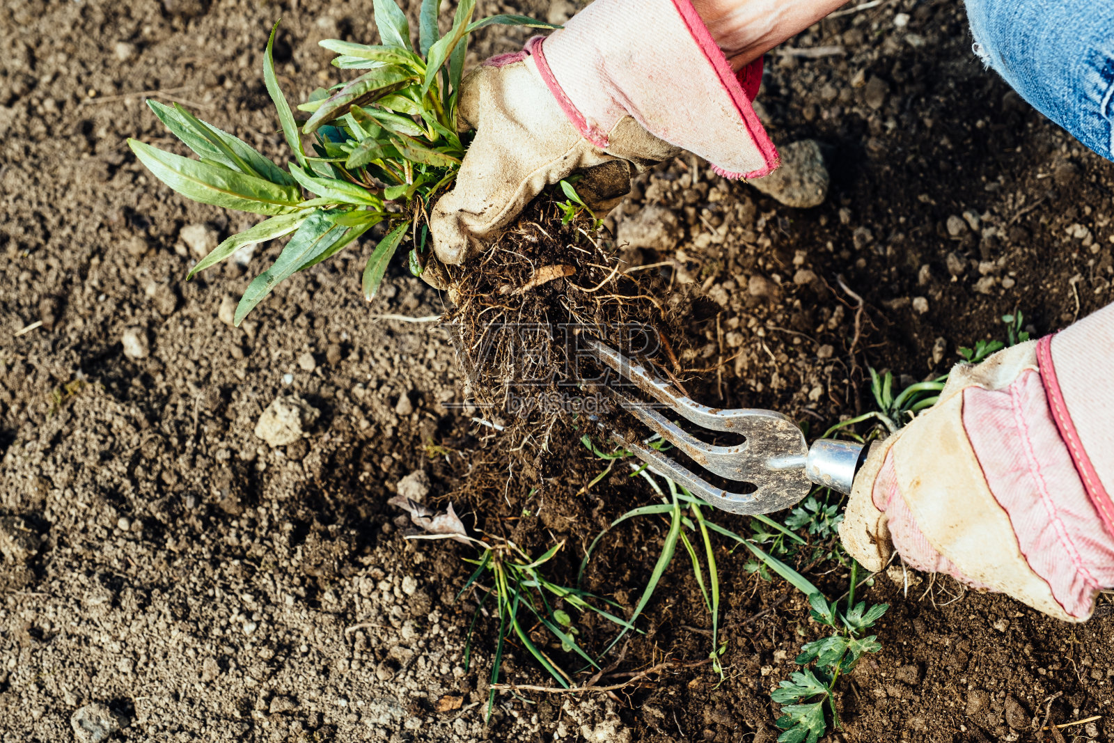 正在清除花园杂草的女人照片摄影图片