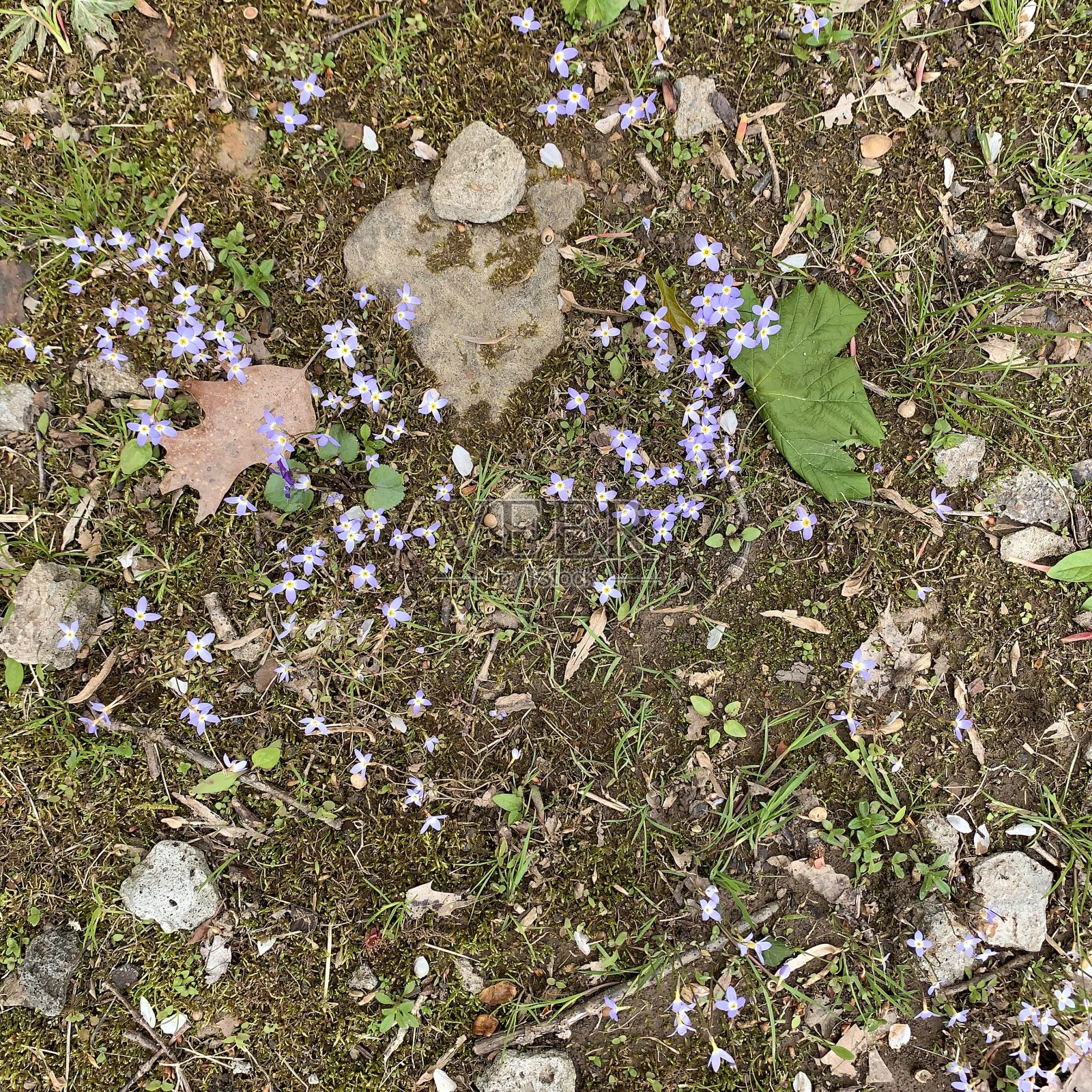 森林地面上有小小的野花照片摄影图片