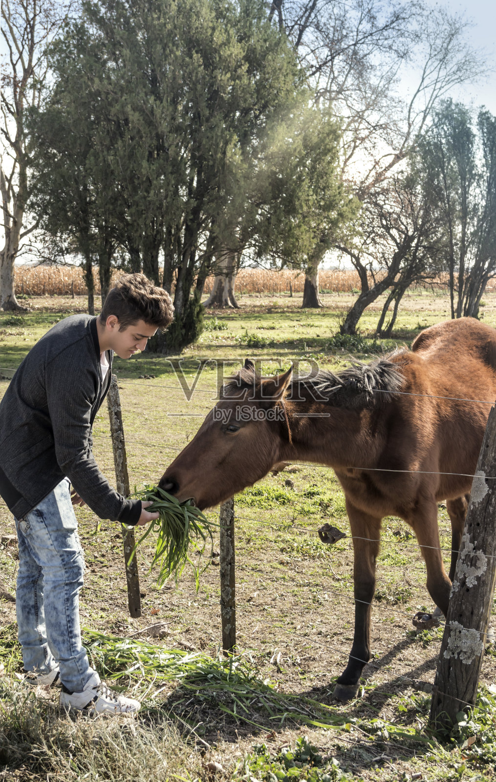 年轻人同情年轻的马。阿根廷科尔多瓦。照片摄影图片
