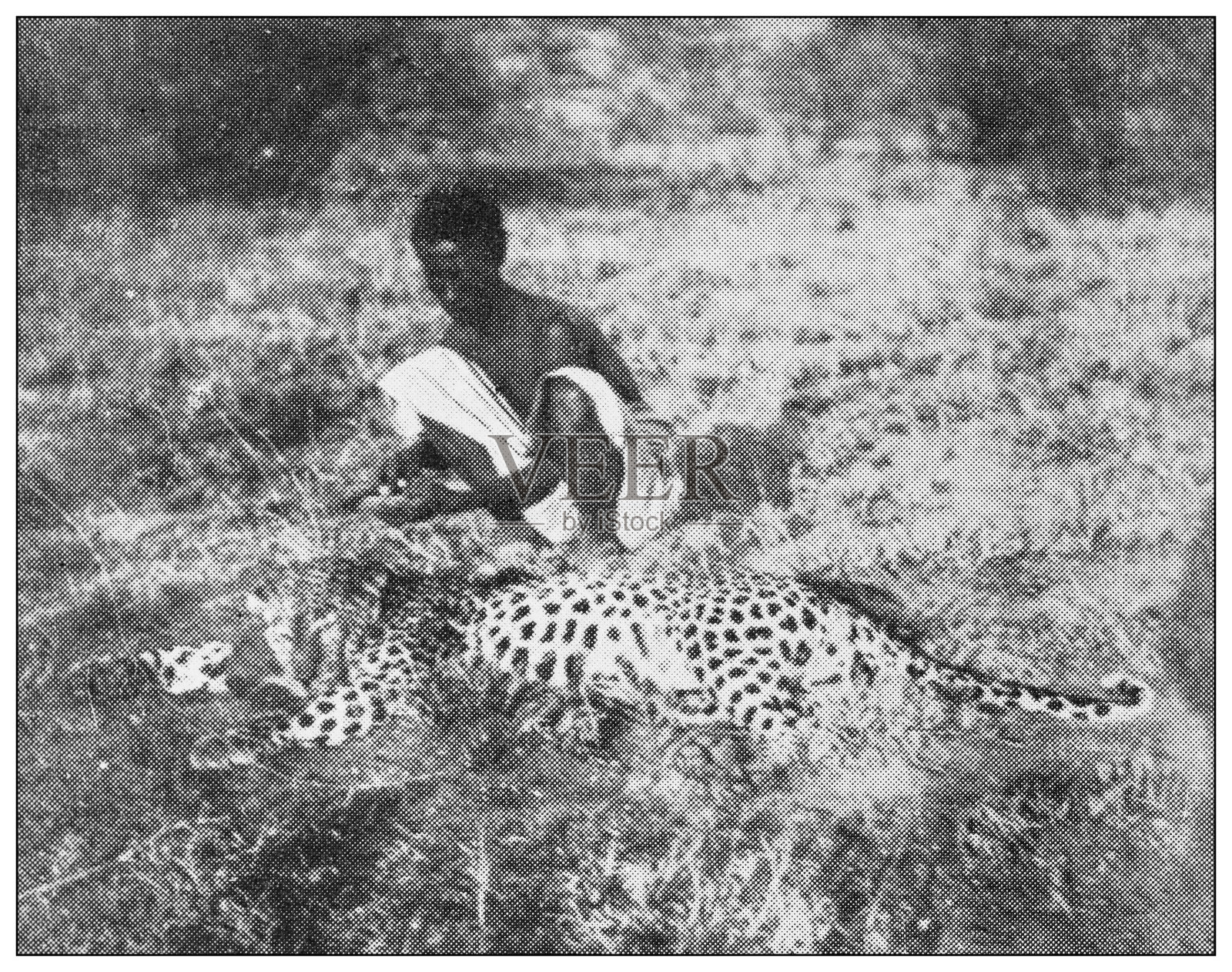 古董黑白照片的运动，运动员和休闲活动在19世纪:大猎物狩猎在非洲，豹照片摄影图片