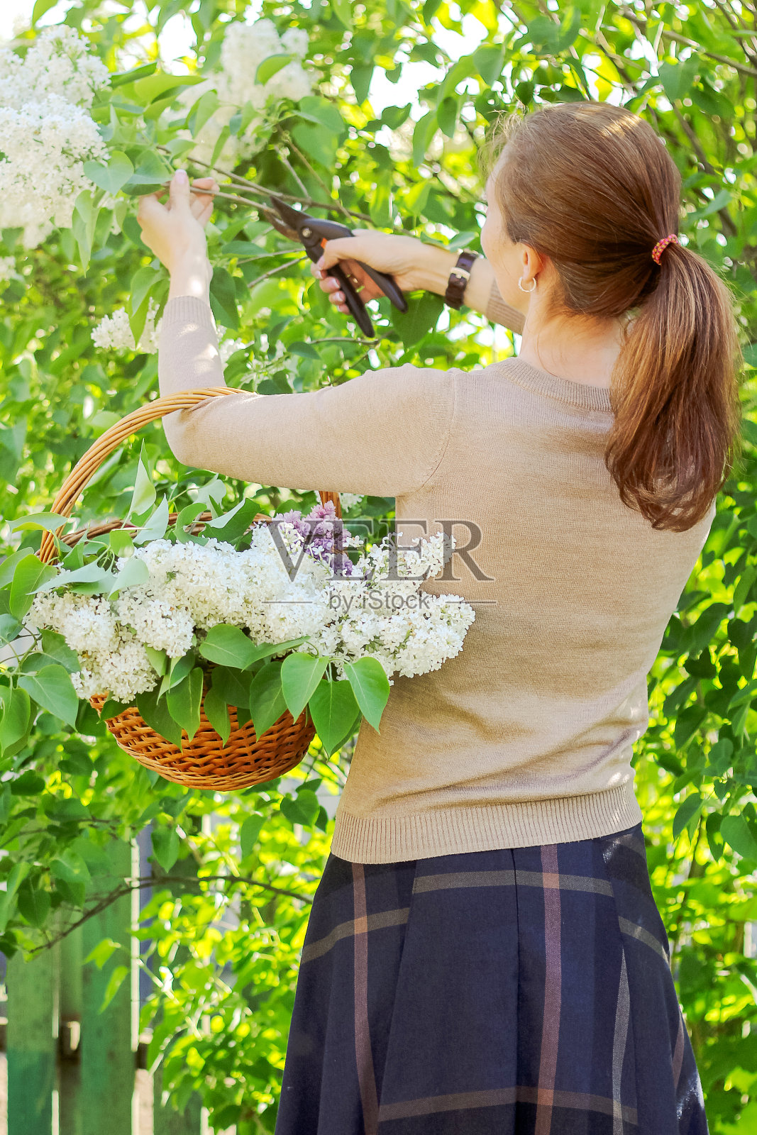一个女孩从树丛上剪下一束紫丁香。在花园里干活照片摄影图片