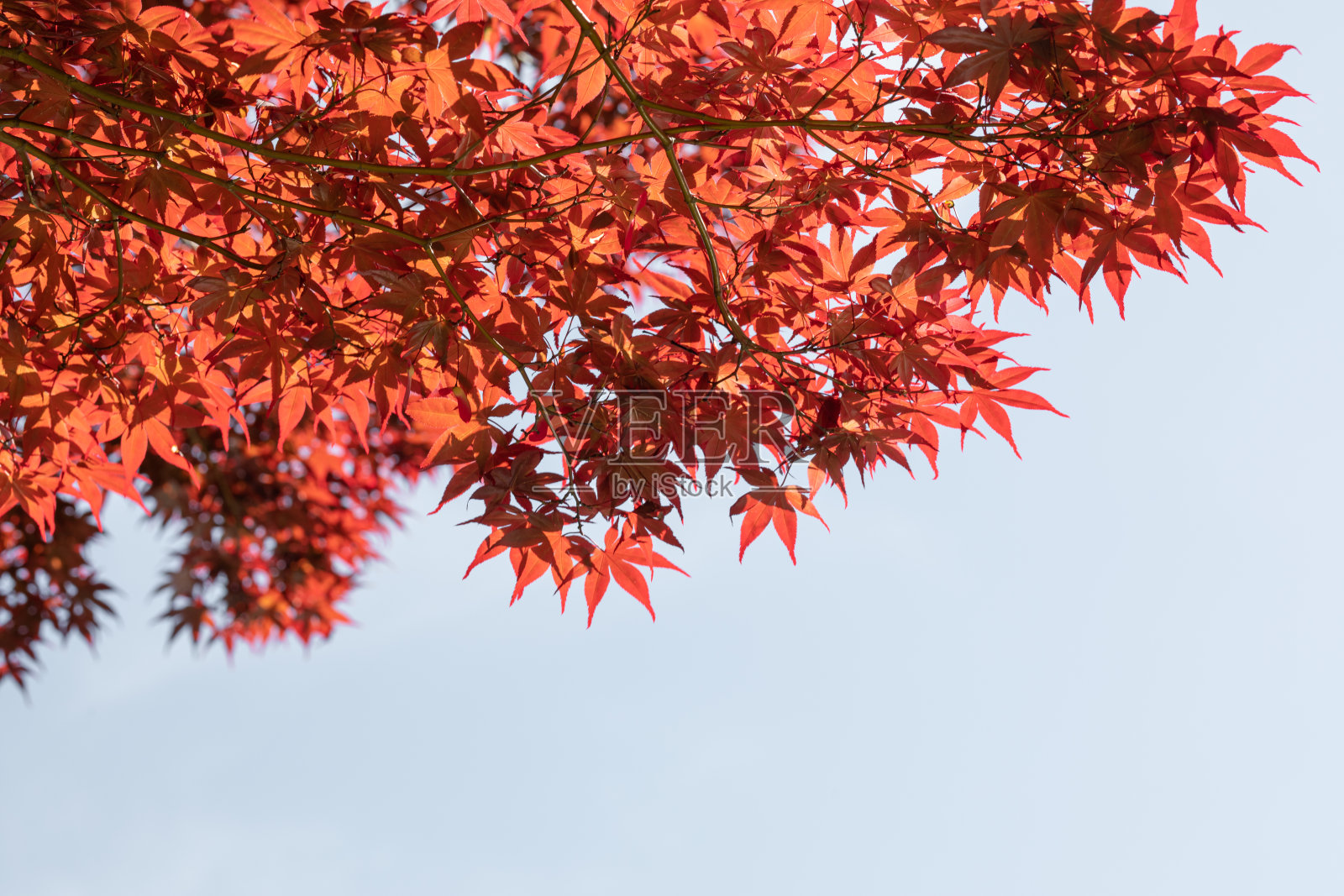 枫木照片摄影图片