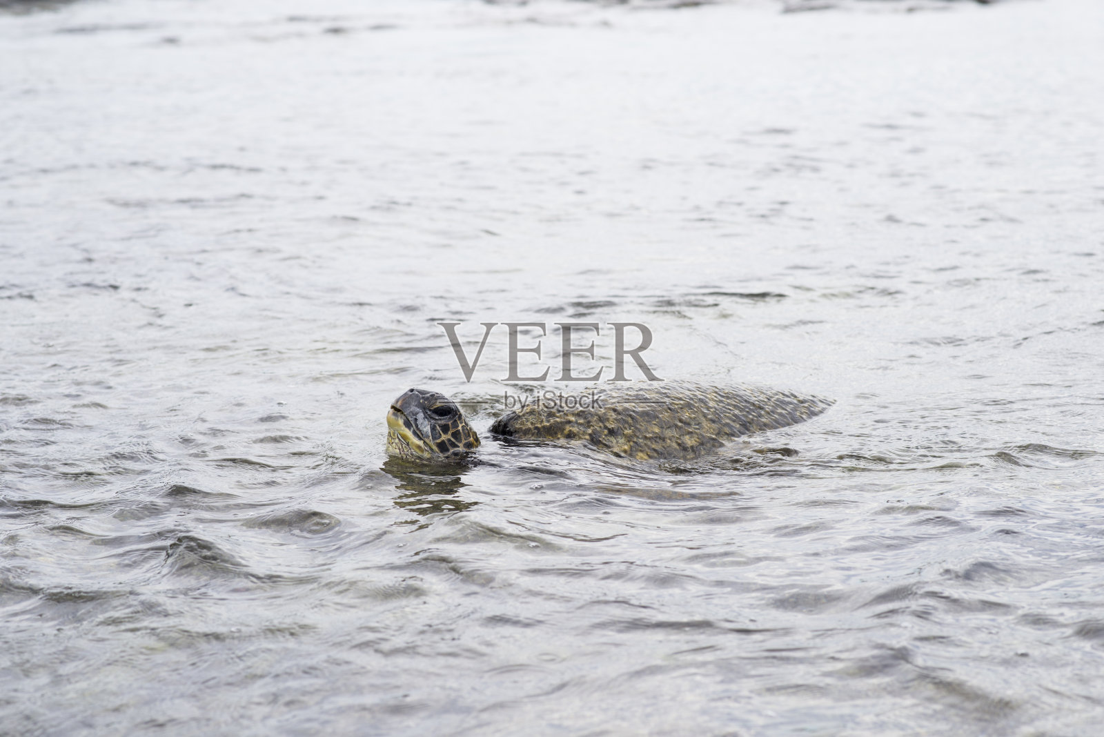 海里的海龟照片摄影图片