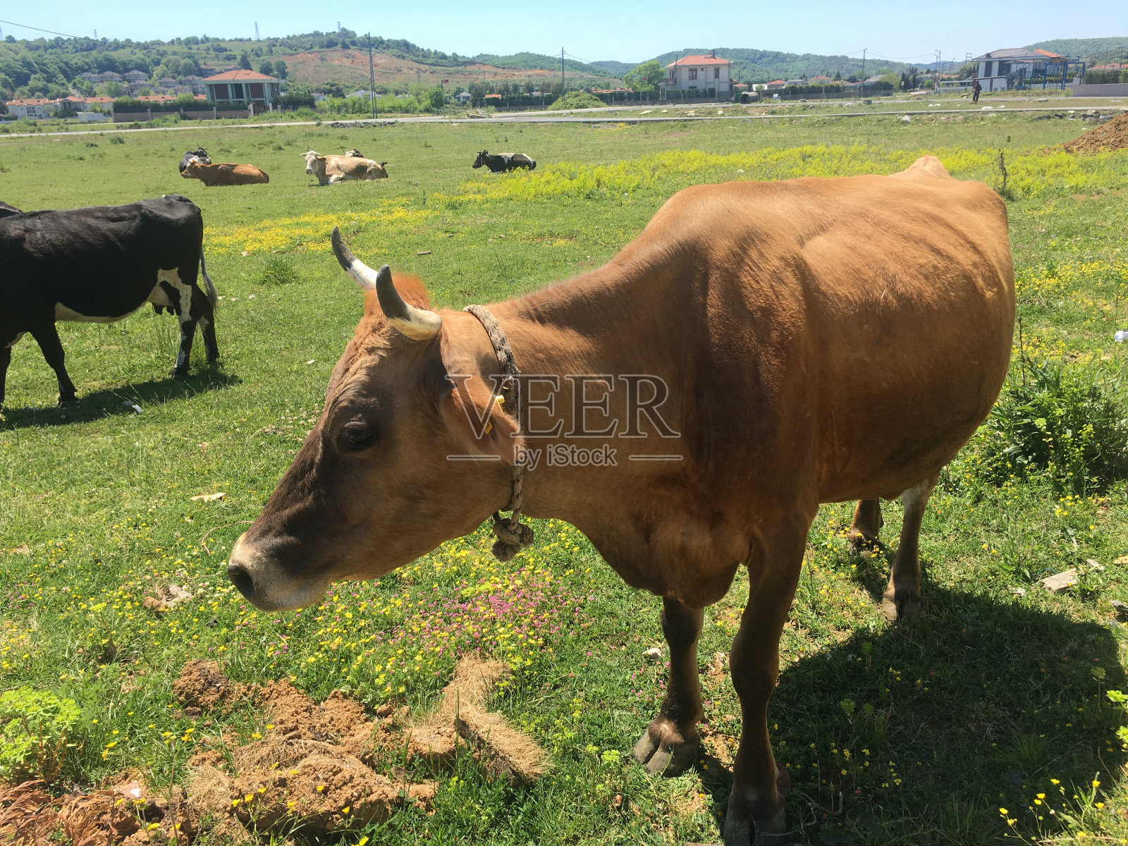 牛照片摄影图片