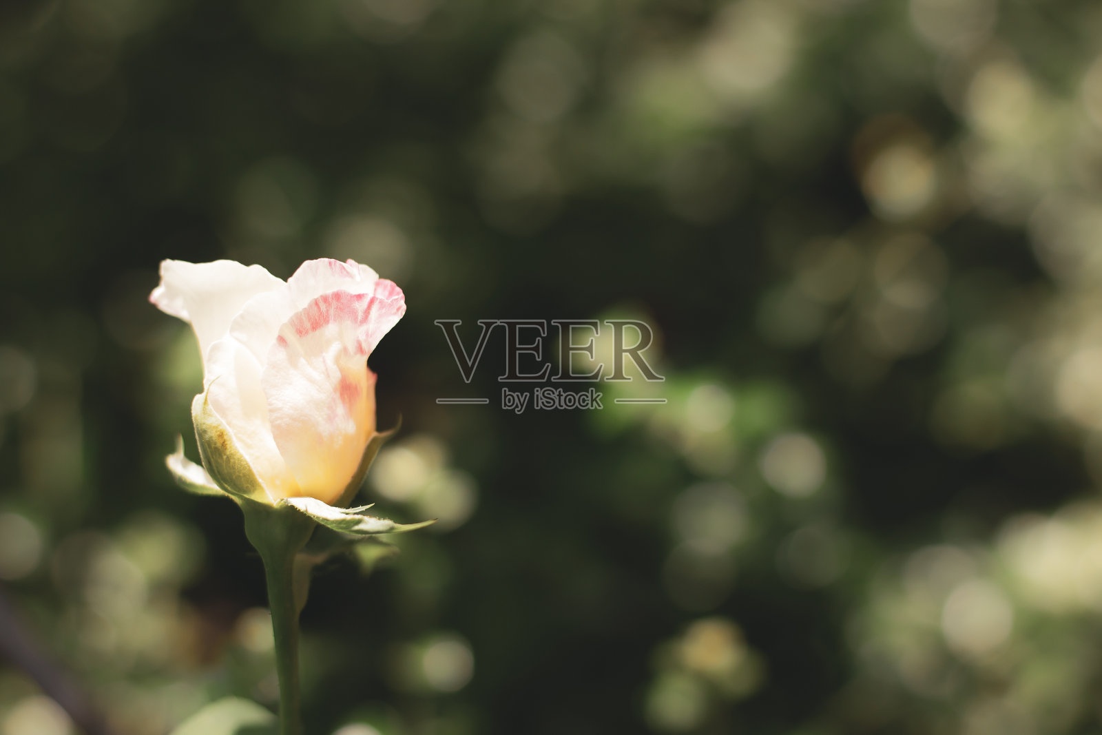 粉红色和白色的玫瑰花照片摄影图片