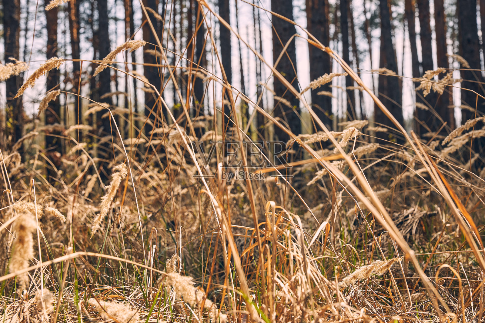 野菜垂到地上照片摄影图片