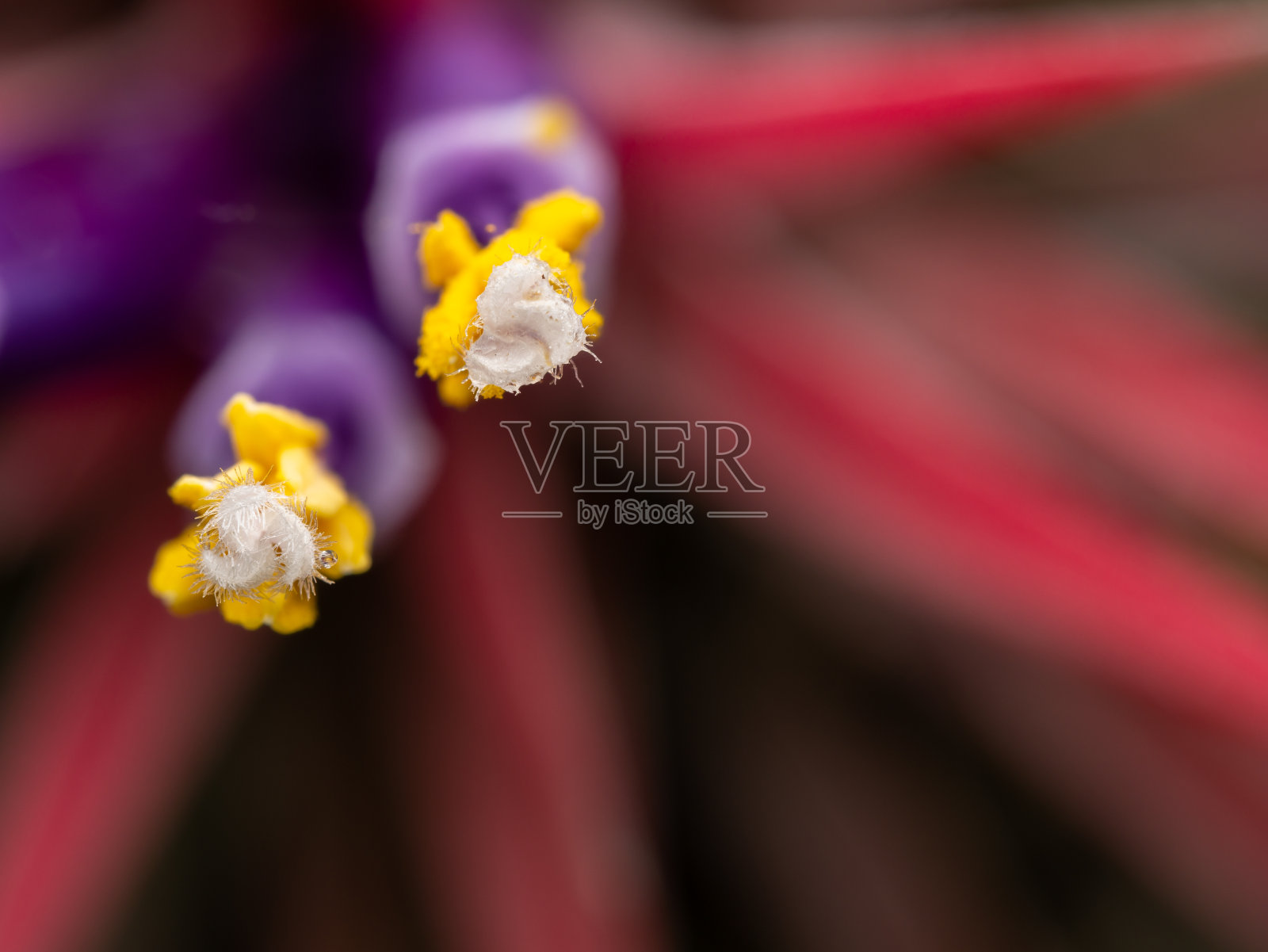 凤梨花的花粉盛开照片摄影图片