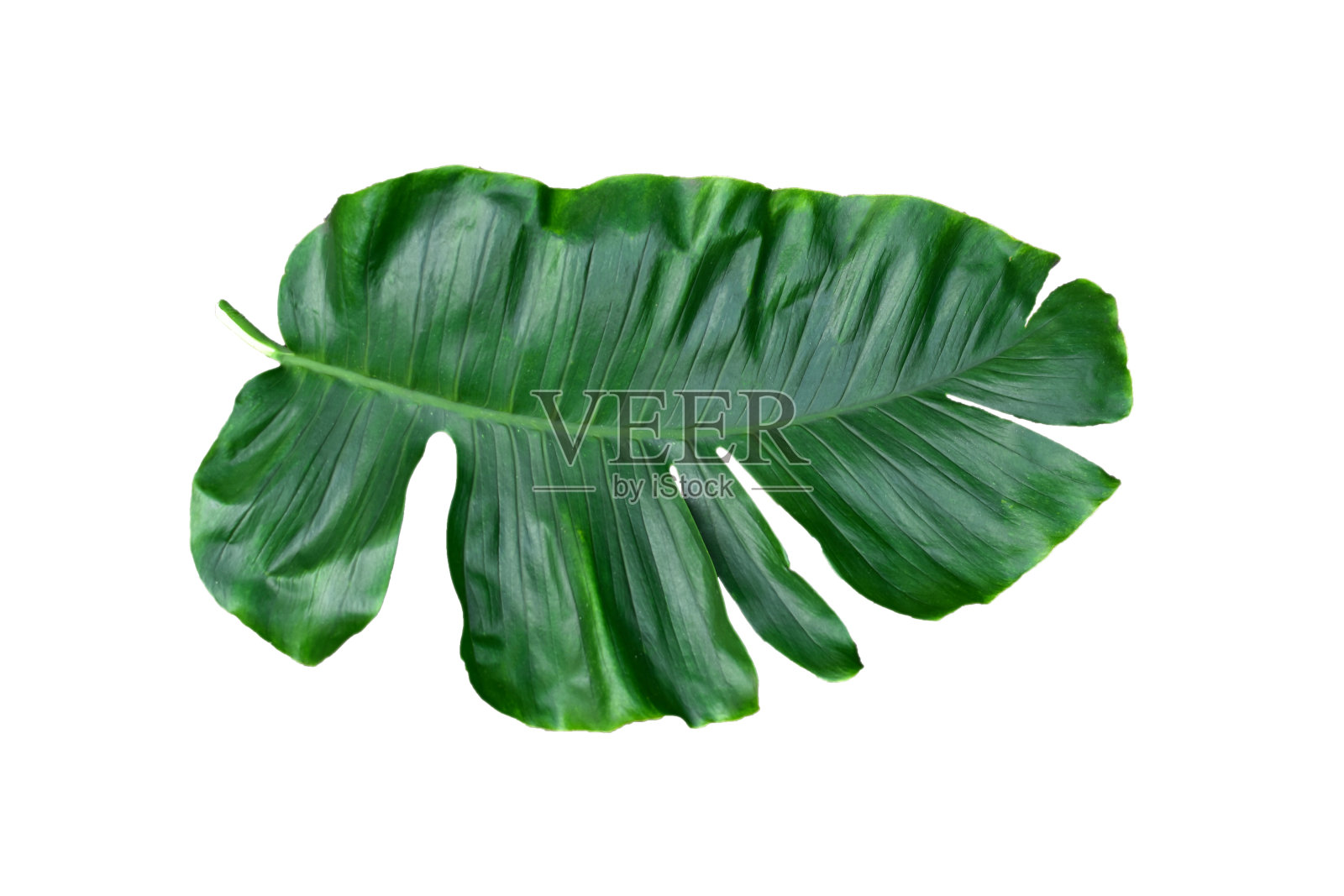 热带树叶的怪物叶，灌木植物，自然背景花束孤立在白色的背景，包括修剪路径。高清图像和大分辨率。可以用作墙纸吗照片摄影图片