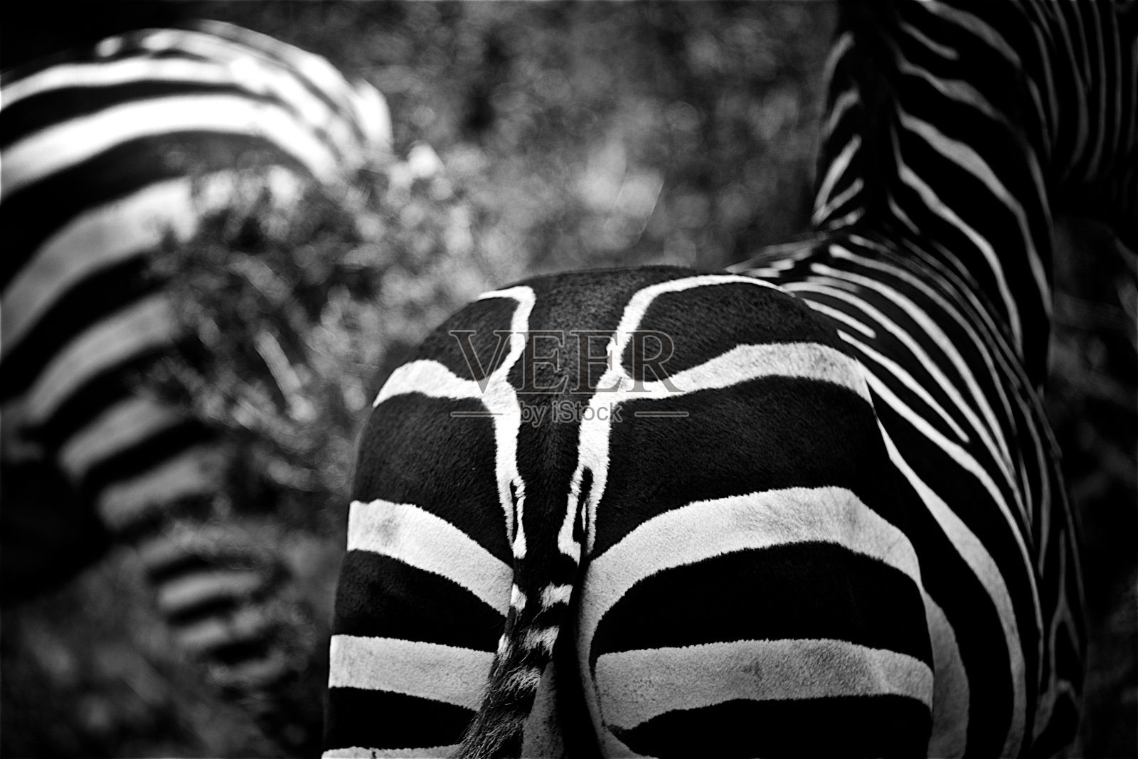 马赛马拉斑马的屁股照片摄影图片