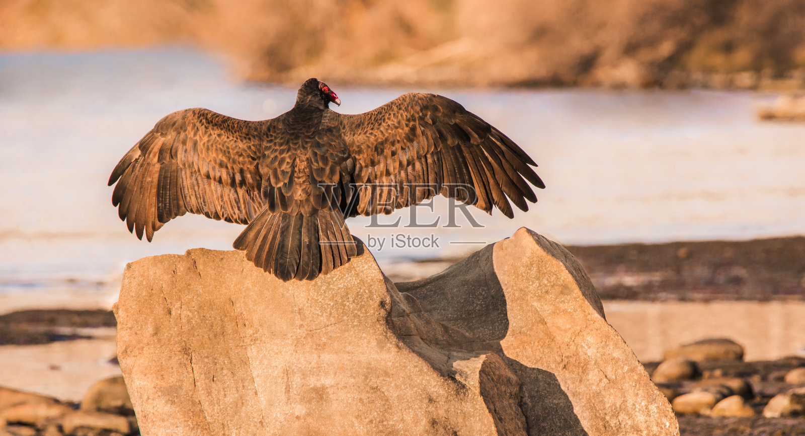 土耳其秃鹫在岩石上晒太阳照片摄影图片