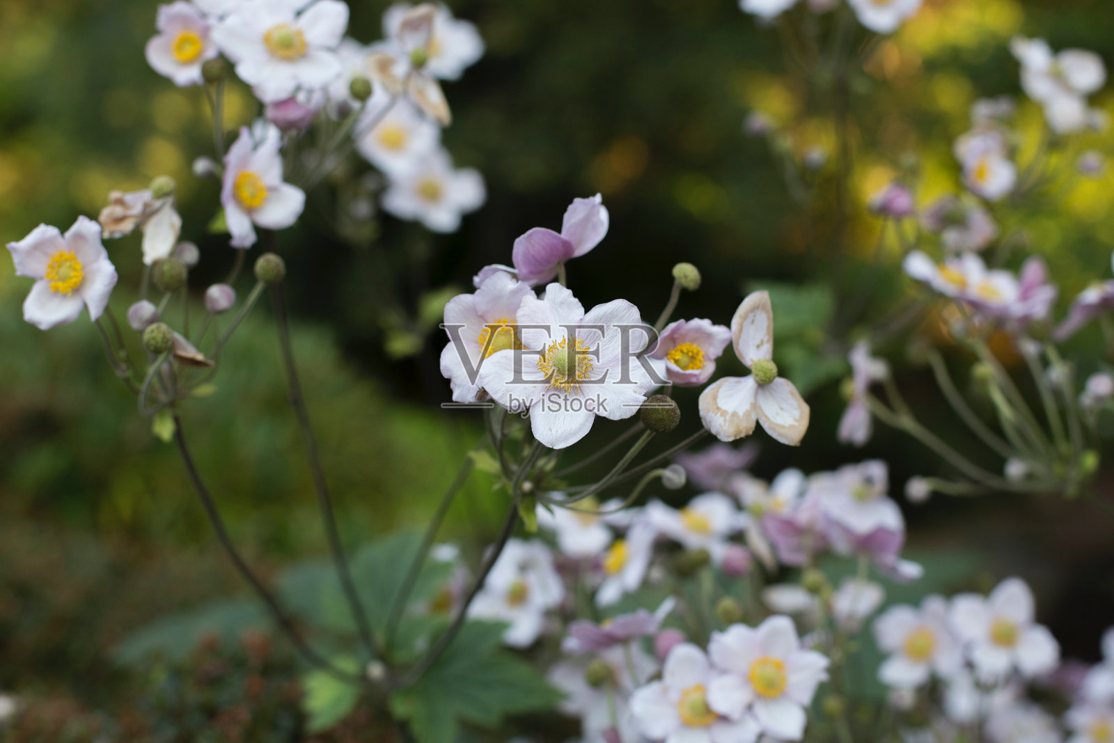 夏花照片摄影图片
