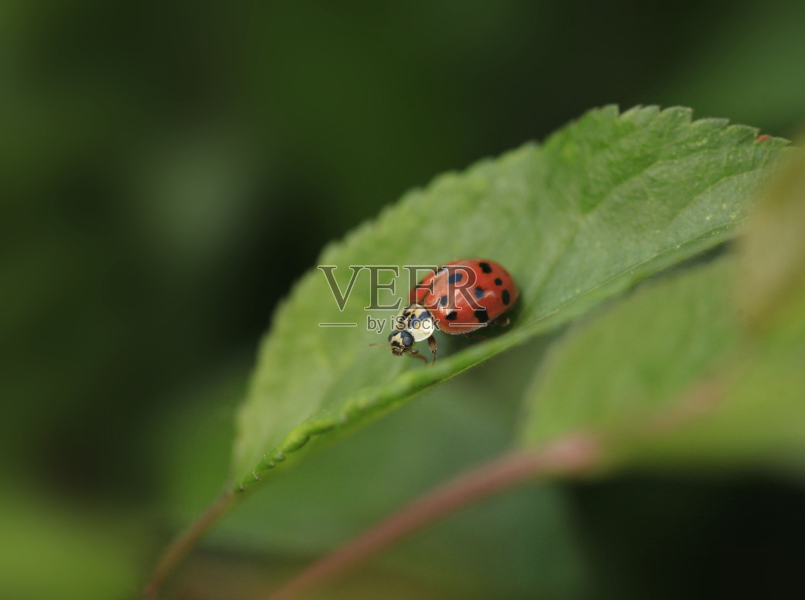 红瓢虫坐在植物上照片摄影图片