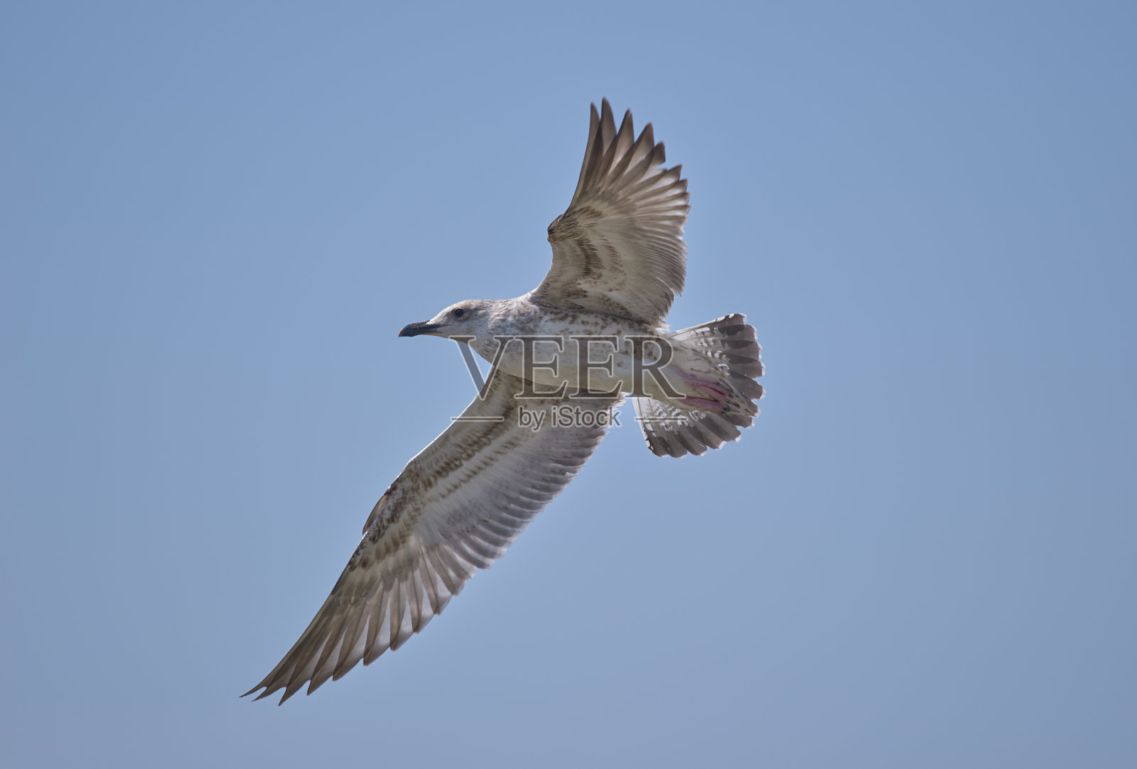 巨大的黑背鸥在天空中飞行作为背景空间照片摄影图片