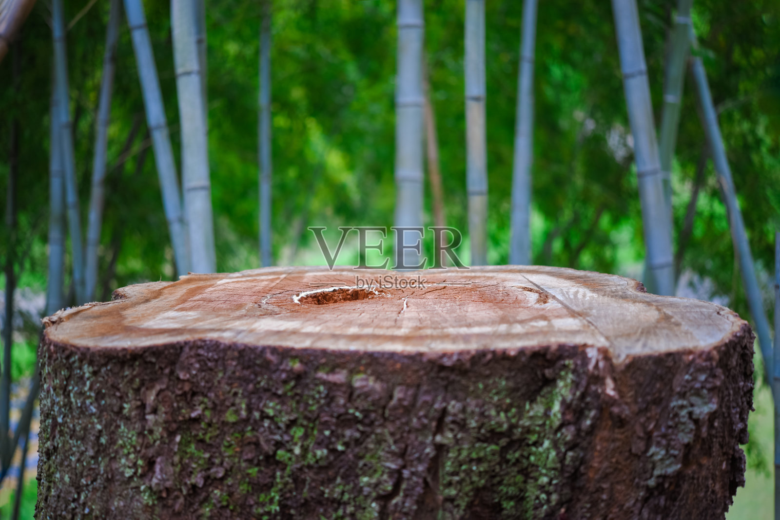 树桩照片摄影图片