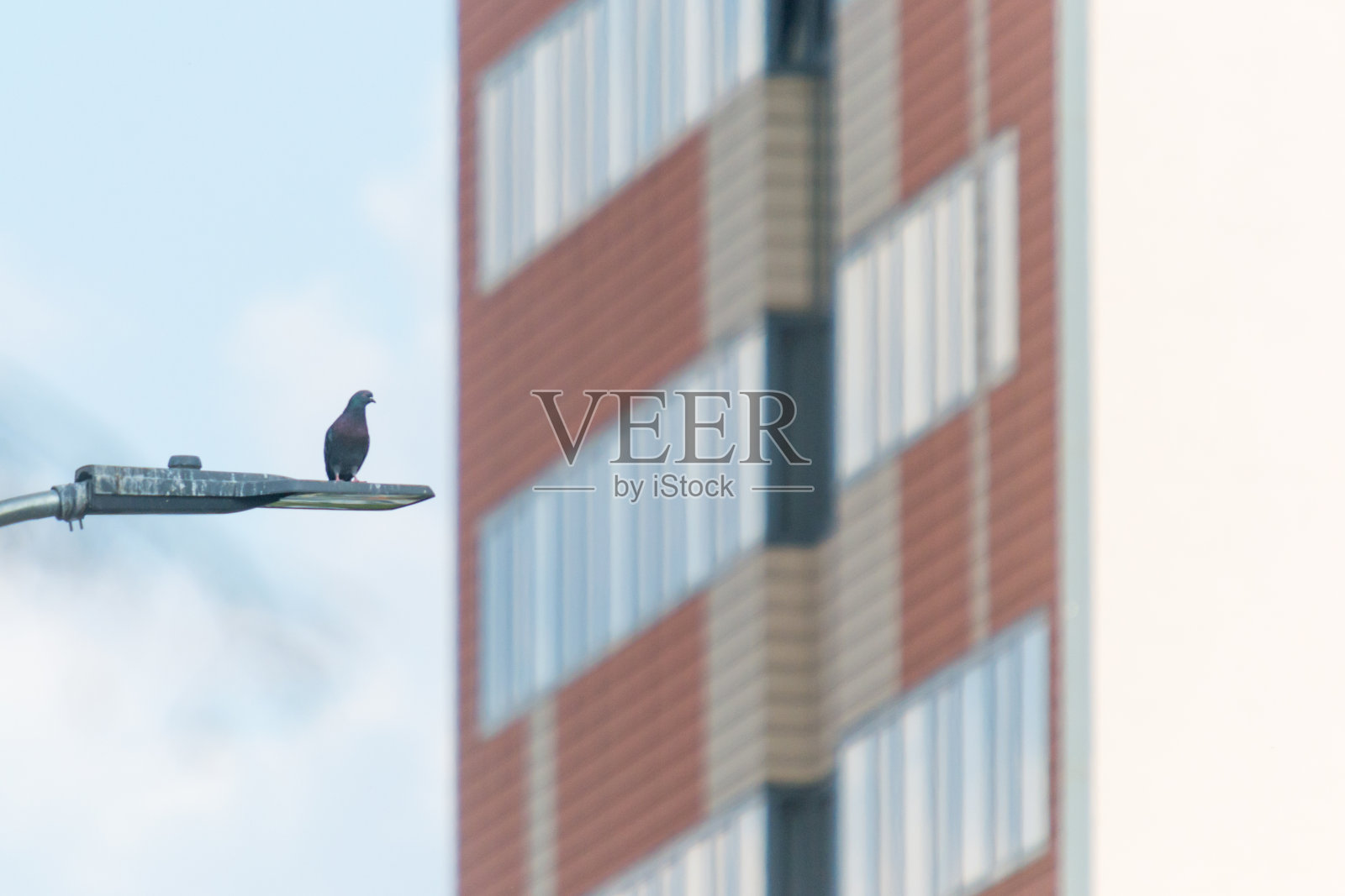 城市街道照明系统上的一只鸽子照片摄影图片