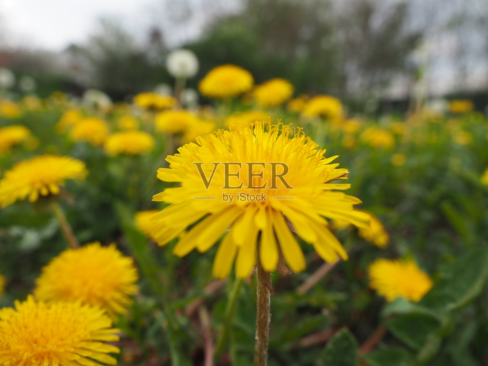 苣苦菜照片摄影图片