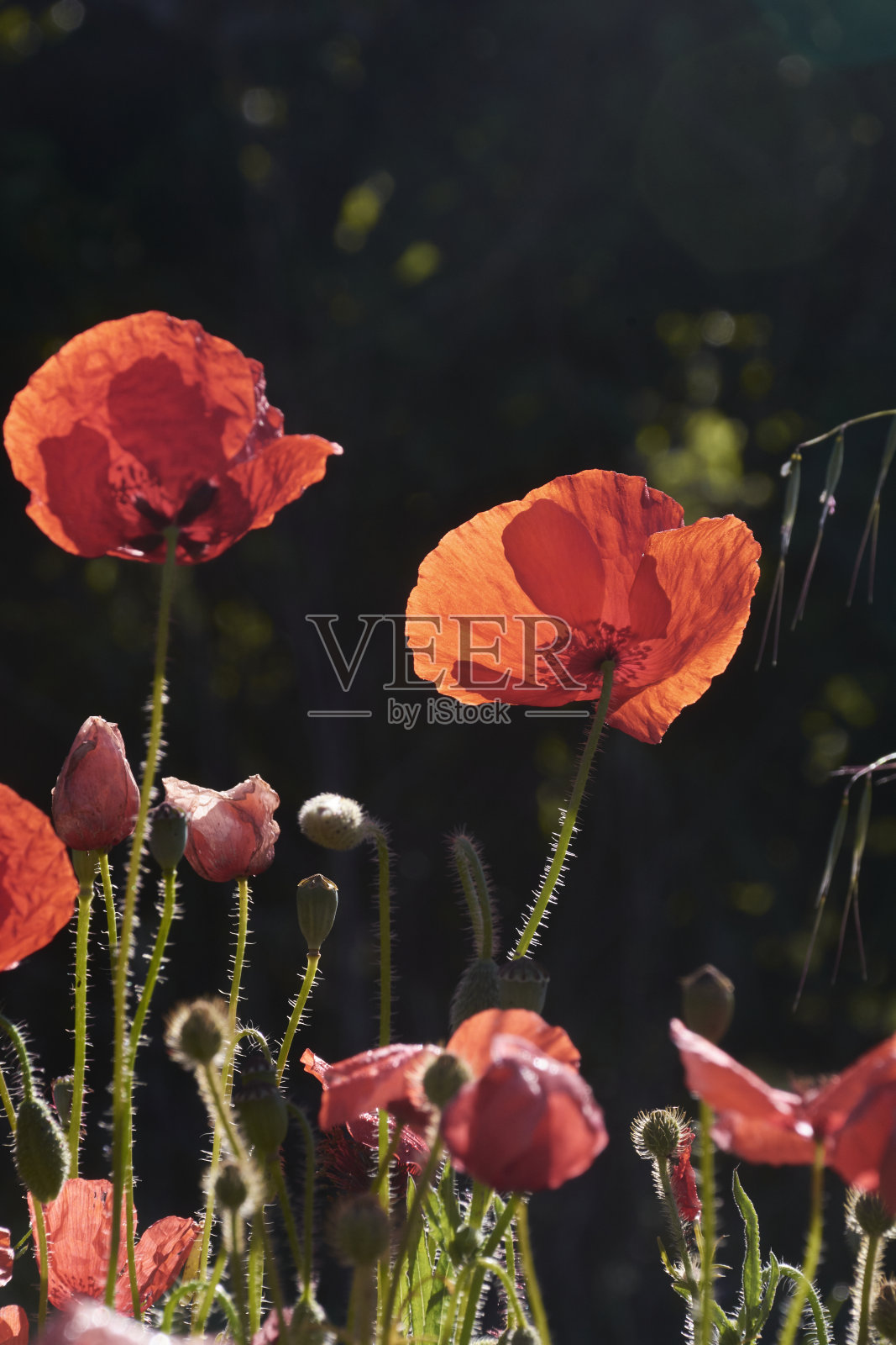 鲜花和植物诞生在明媚的春天。照片摄影图片
