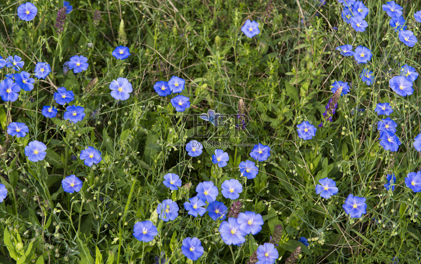 一个阳光灿烂的日子，在草地上盛开的亚麻照片摄影图片