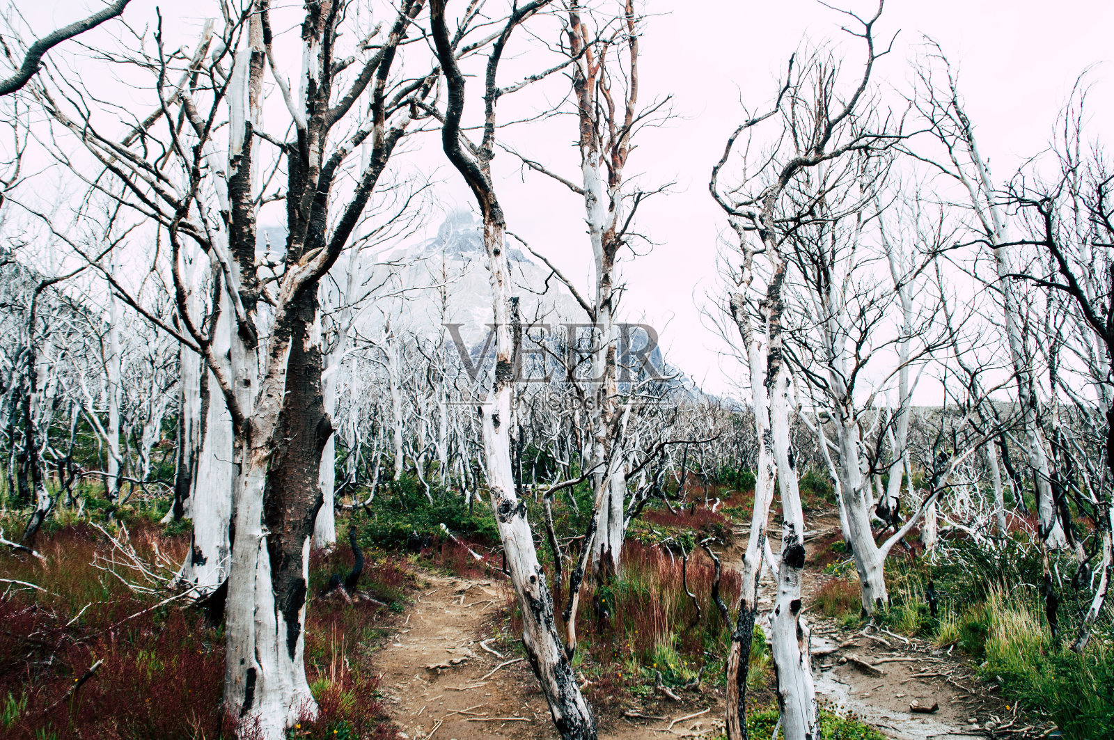 智利巴塔哥尼亚的白树照片摄影图片