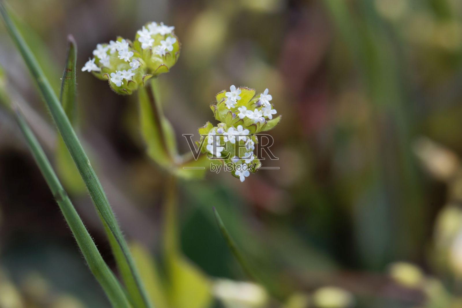 玉米沙拉花，缬草照片摄影图片