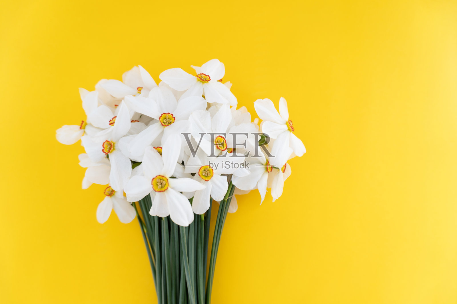 一束洁白美丽的水仙花在黄色的背景上，近距离看，母亲节快乐。照片摄影图片