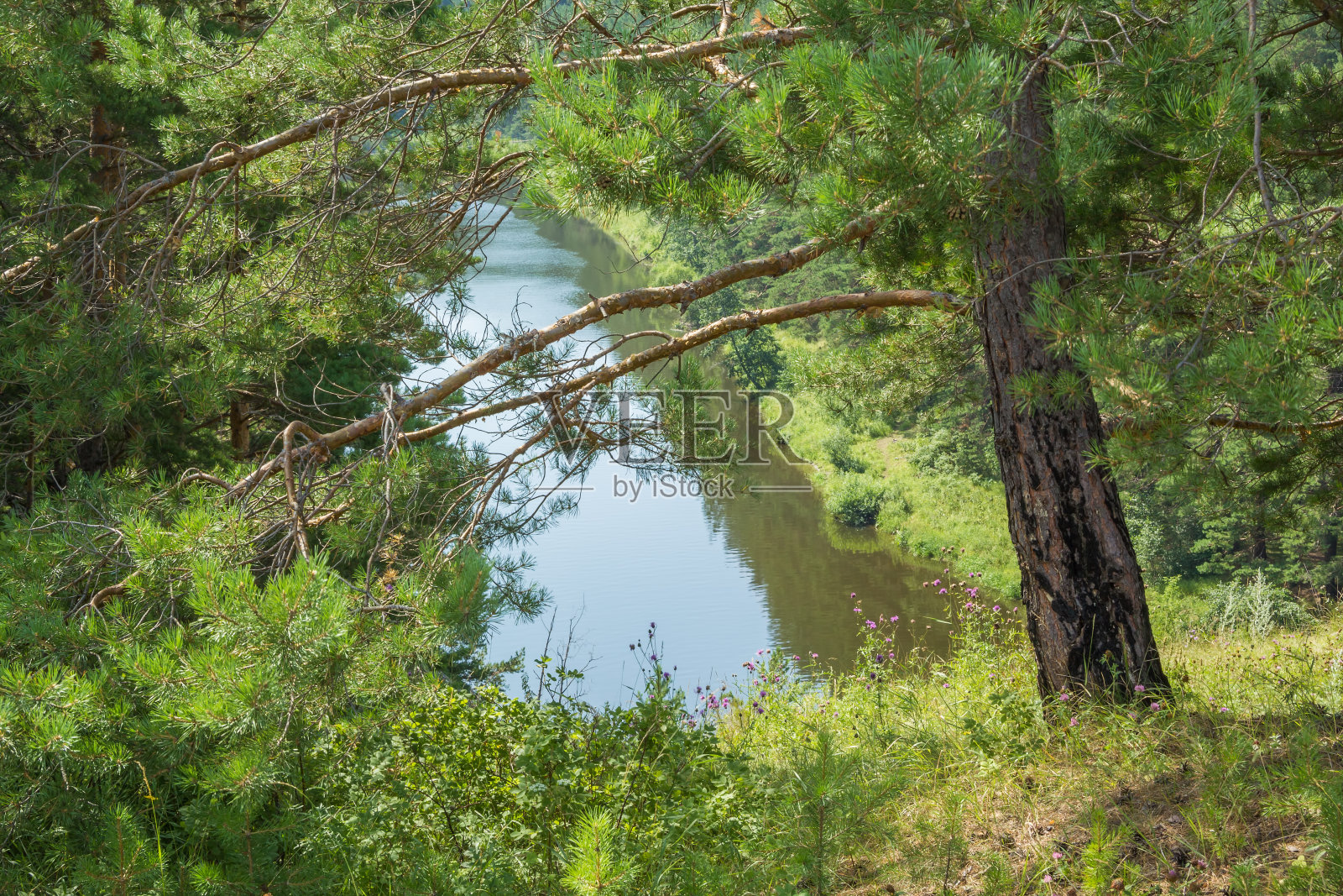 河边悬崖上的松树，特写照片摄影图片