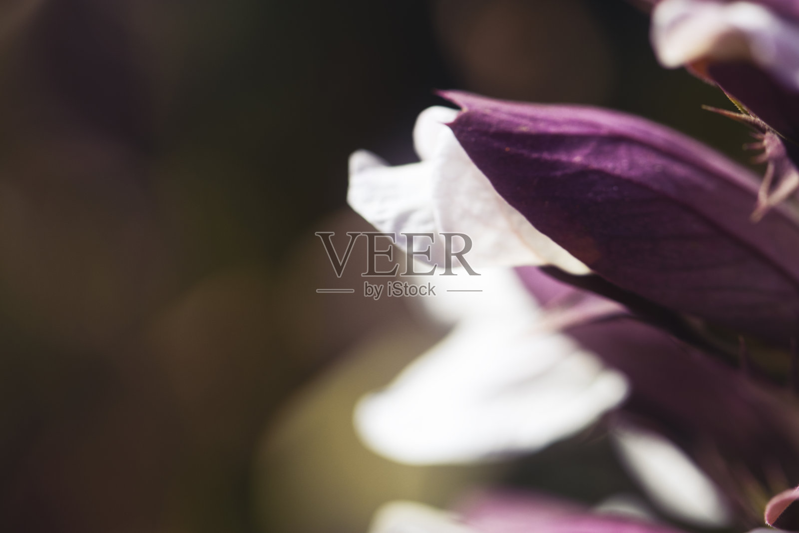 美丽而新鲜的紫色花在田野里。在自然光下近距离观察紫色和粉红色的花朵。，户外自然背景。本空间照片摄影图片