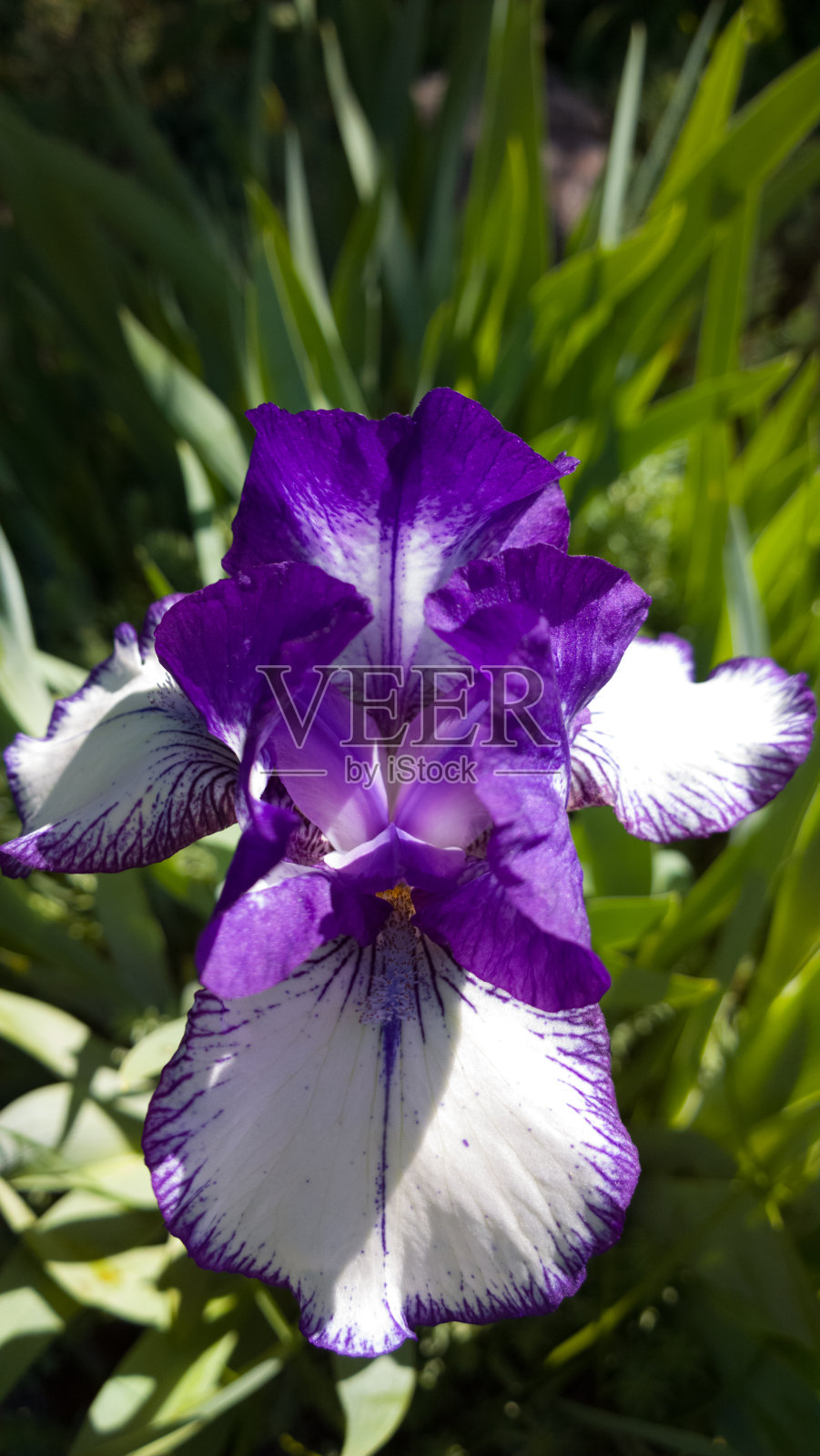 紫色的虹膜照片摄影图片