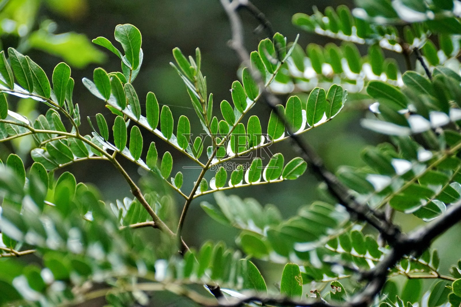 植物的叶子照片摄影图片