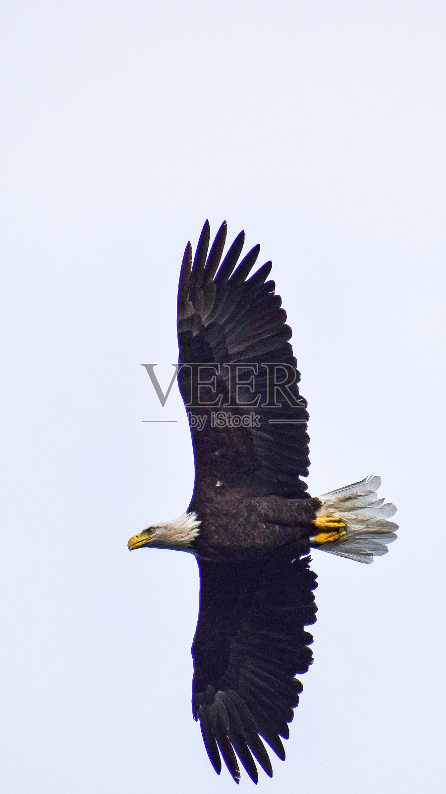 飙升的照片摄影图片