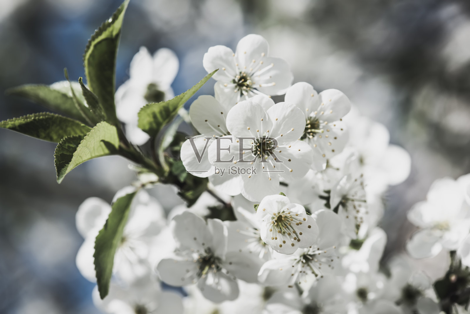 樱桃花儿框架照片摄影图片