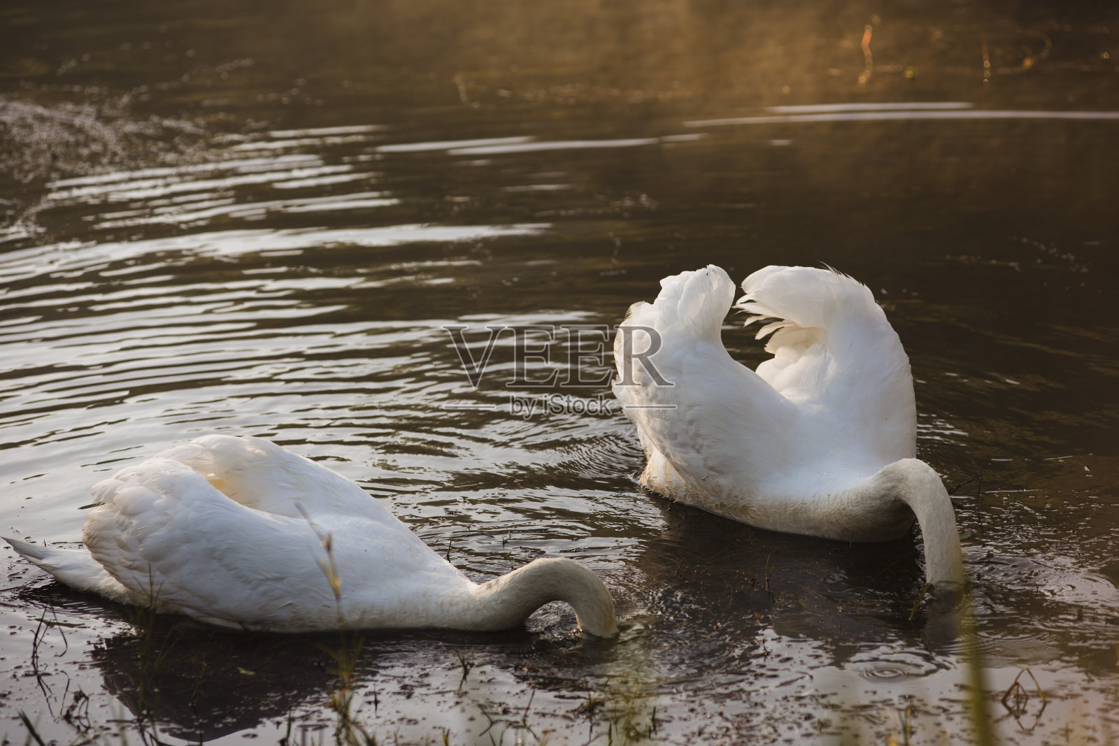 两只白天鹅在湖里游泳，把头伸进水里。照片摄影图片