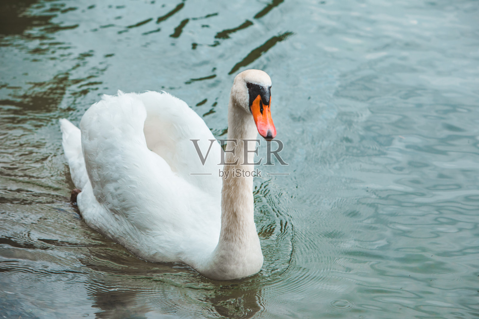 白色的天鹅在蓝色的湖水中照片摄影图片